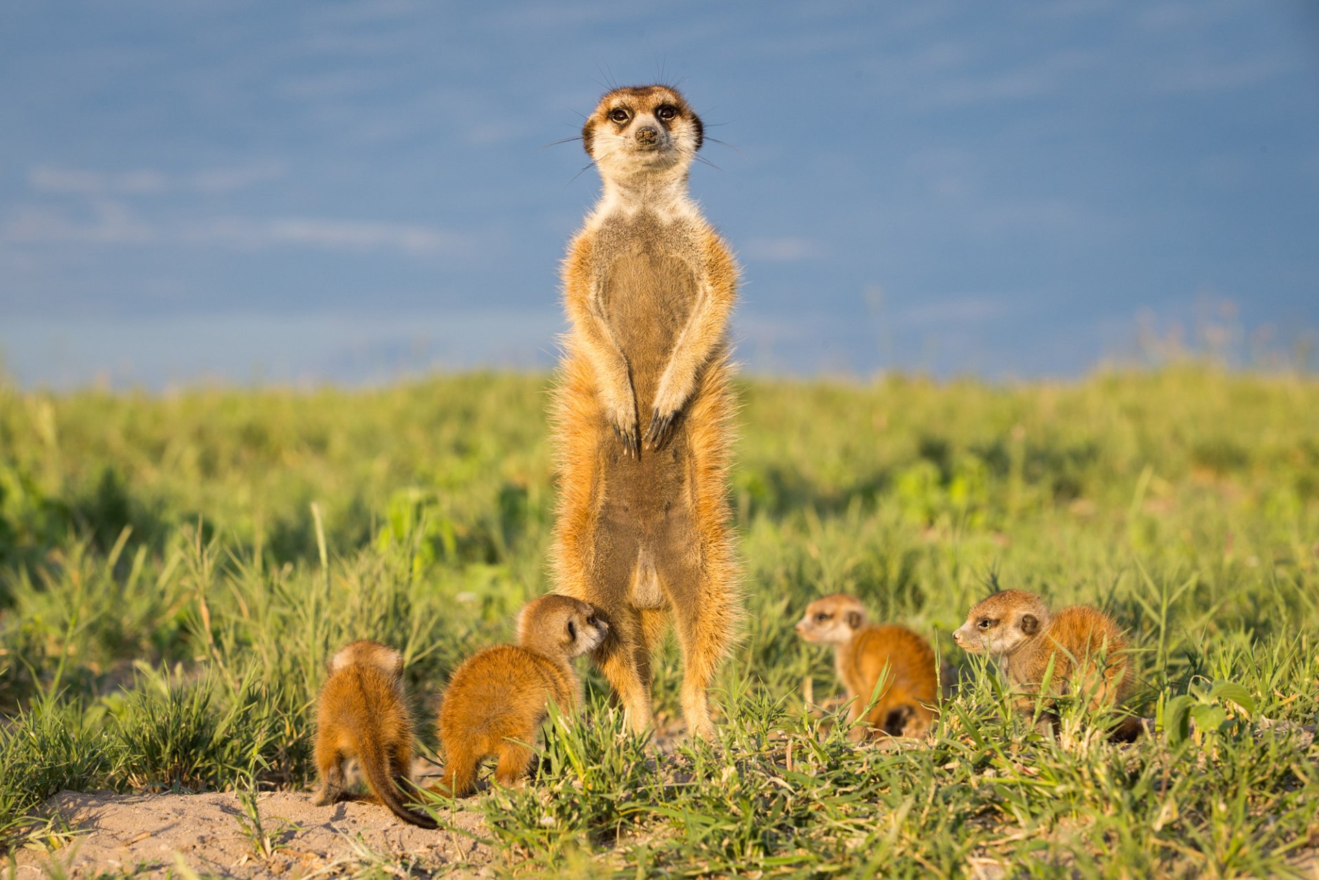  Meerkat photography - Will Burrard Lucas by Will Burrard Lucas