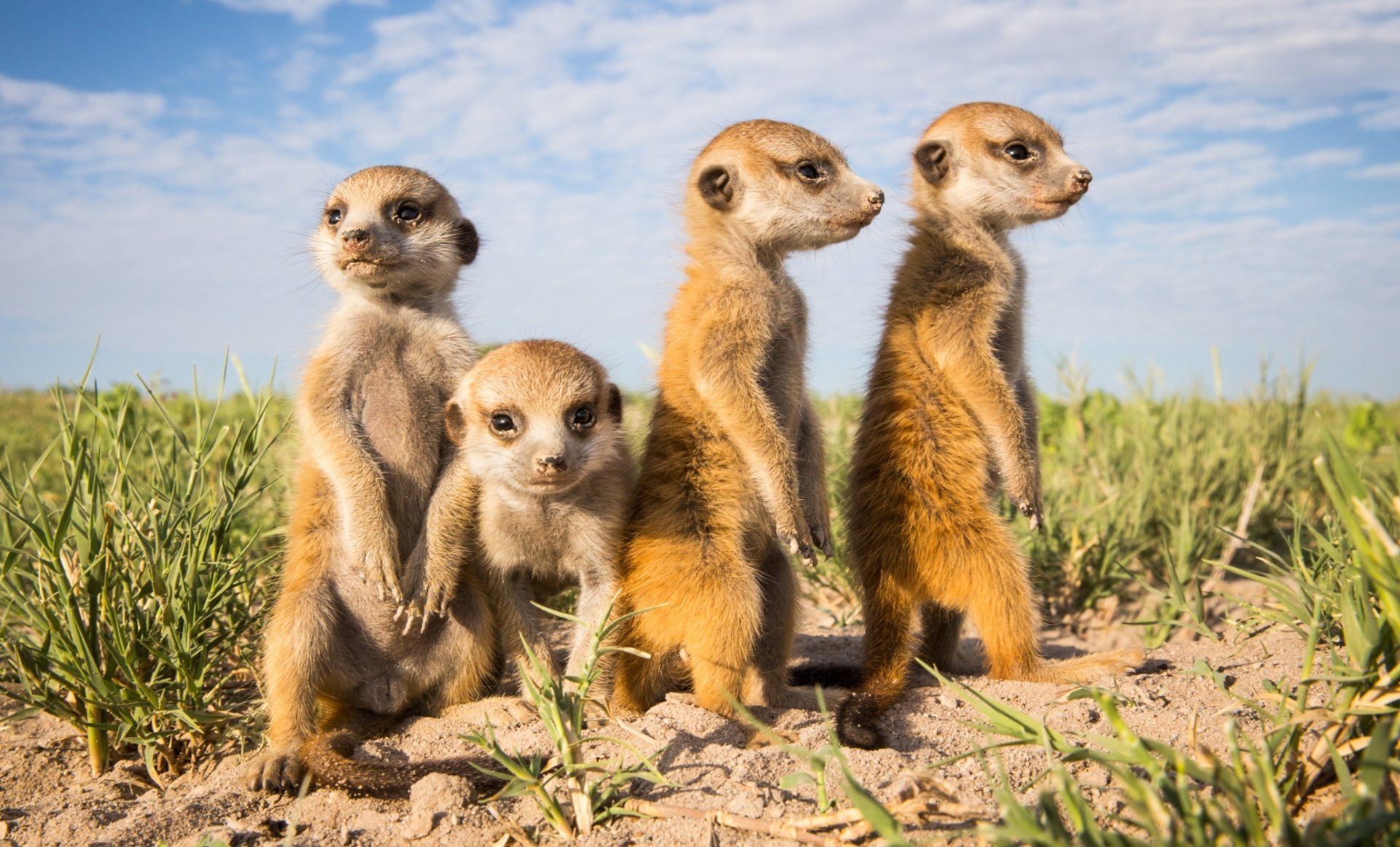 Group of four meerkat animals standing alert on sandy grassland beneath a blue sky.