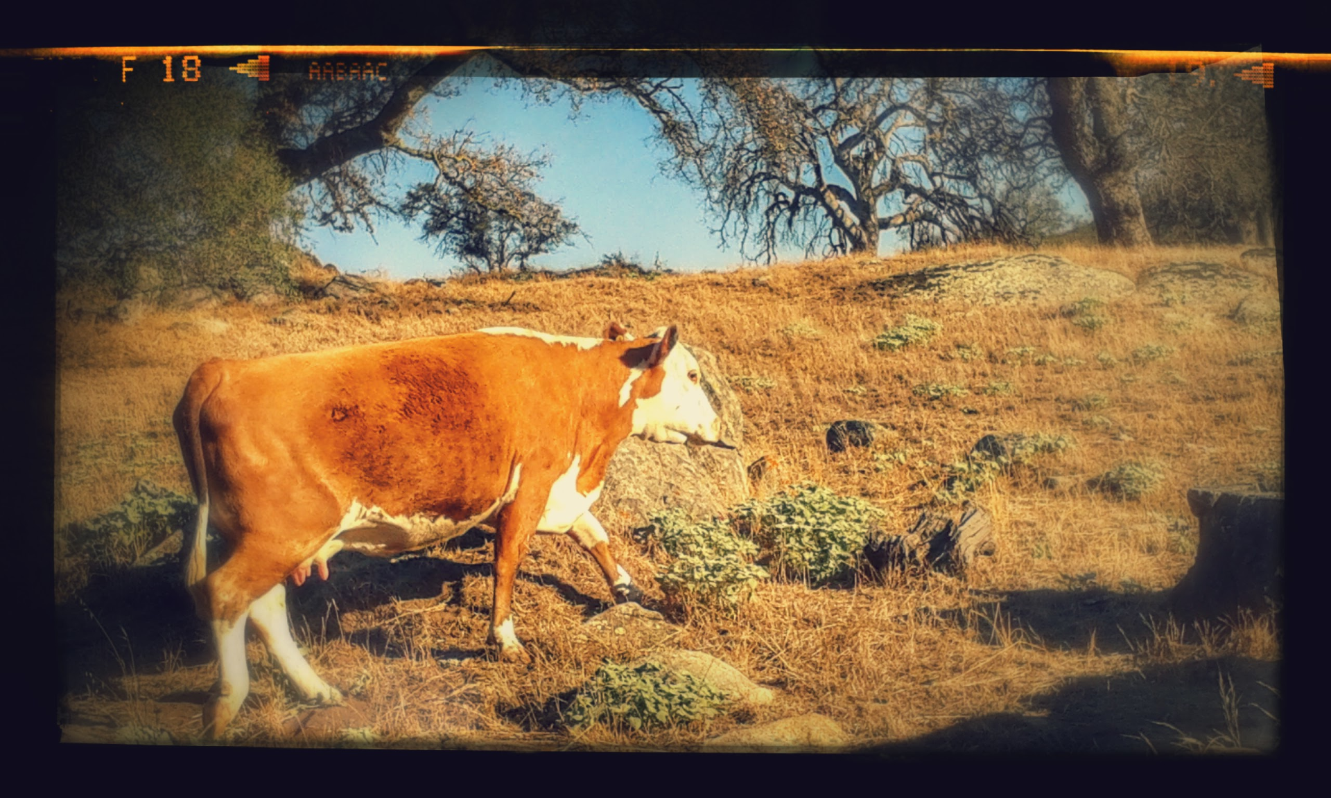 A brown-and-white cow on a sunlit dry hillside, an animal among scattered shrubs and oak trees.