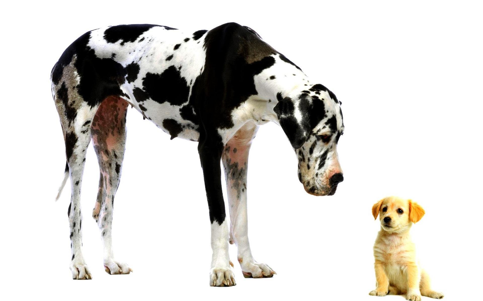 Labrador Retriever cute puppy great dane Animal dog Image