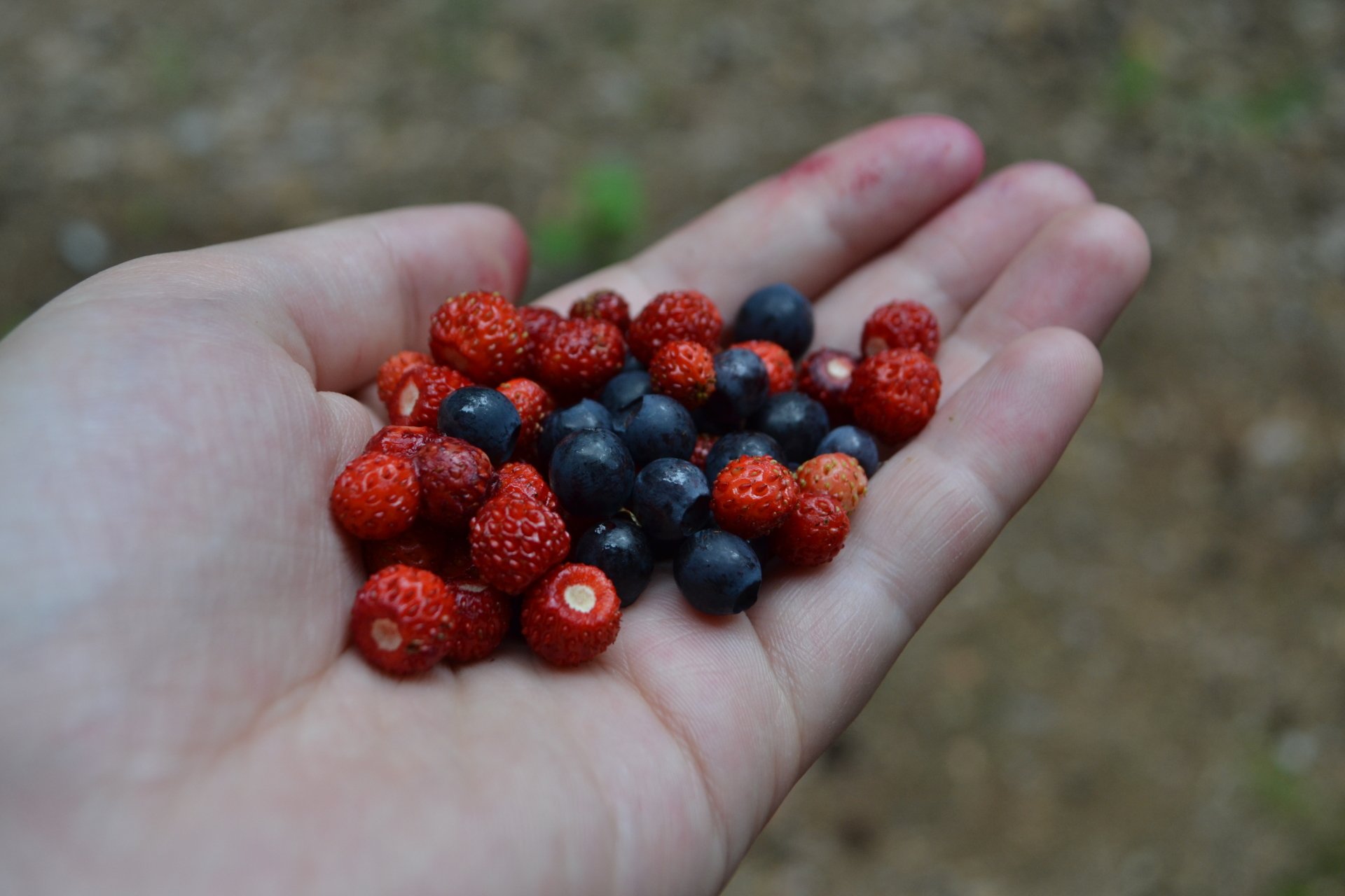 blueberry strawberry food berry Image