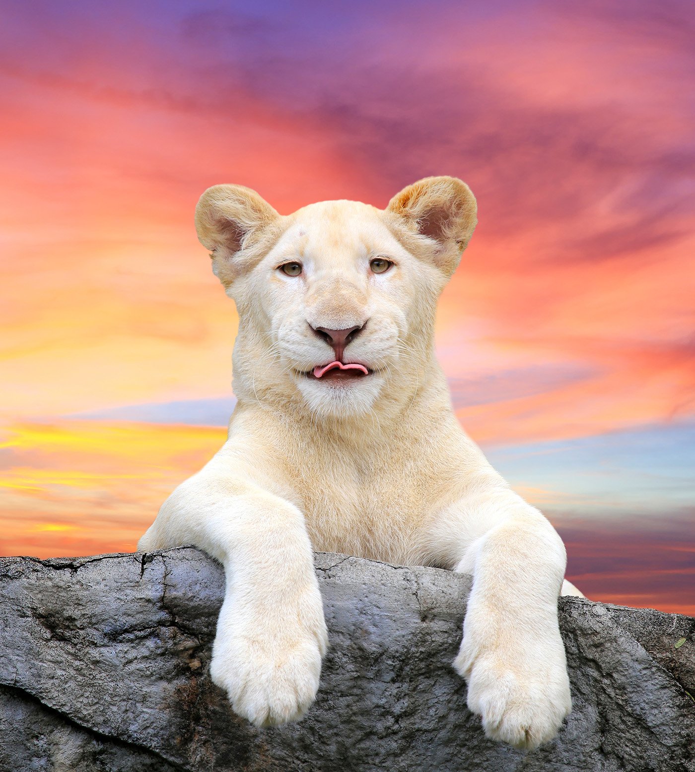 A white lion rests on a rock, with its paws stretched out and a serene expression, against a vibrant sunset backdrop. The beauty of this majestic animal stands out vividly.