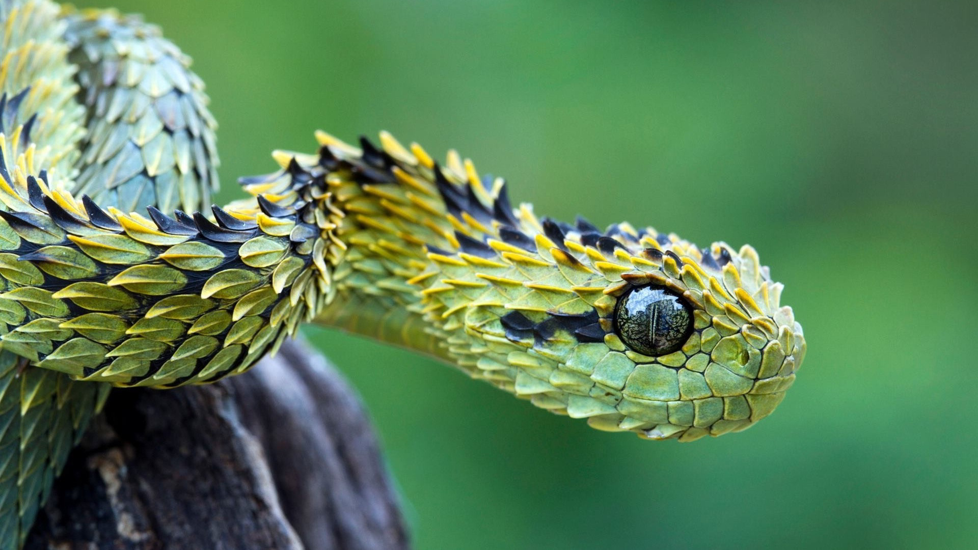 Reptile Education 🇪🇪🇪🇺🇬🇧 on Instagram: “(Atheris hispida)is