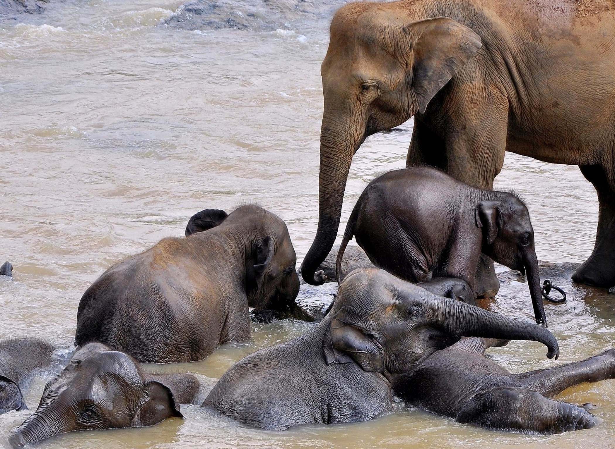 Слон купается. Слоненок. Слоны купаются. Африканский слон купается.