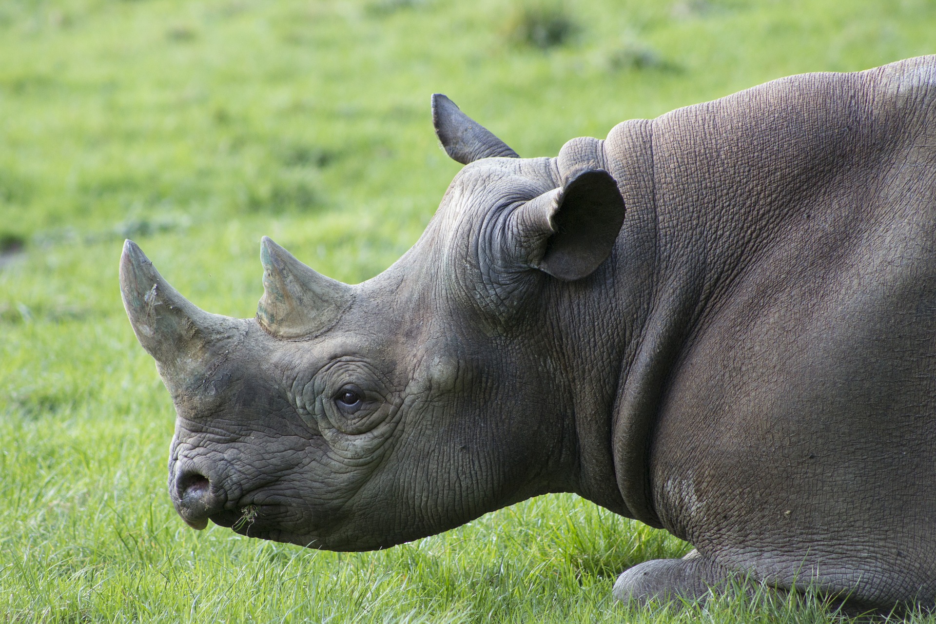Rhinoceros by platinumportfolio