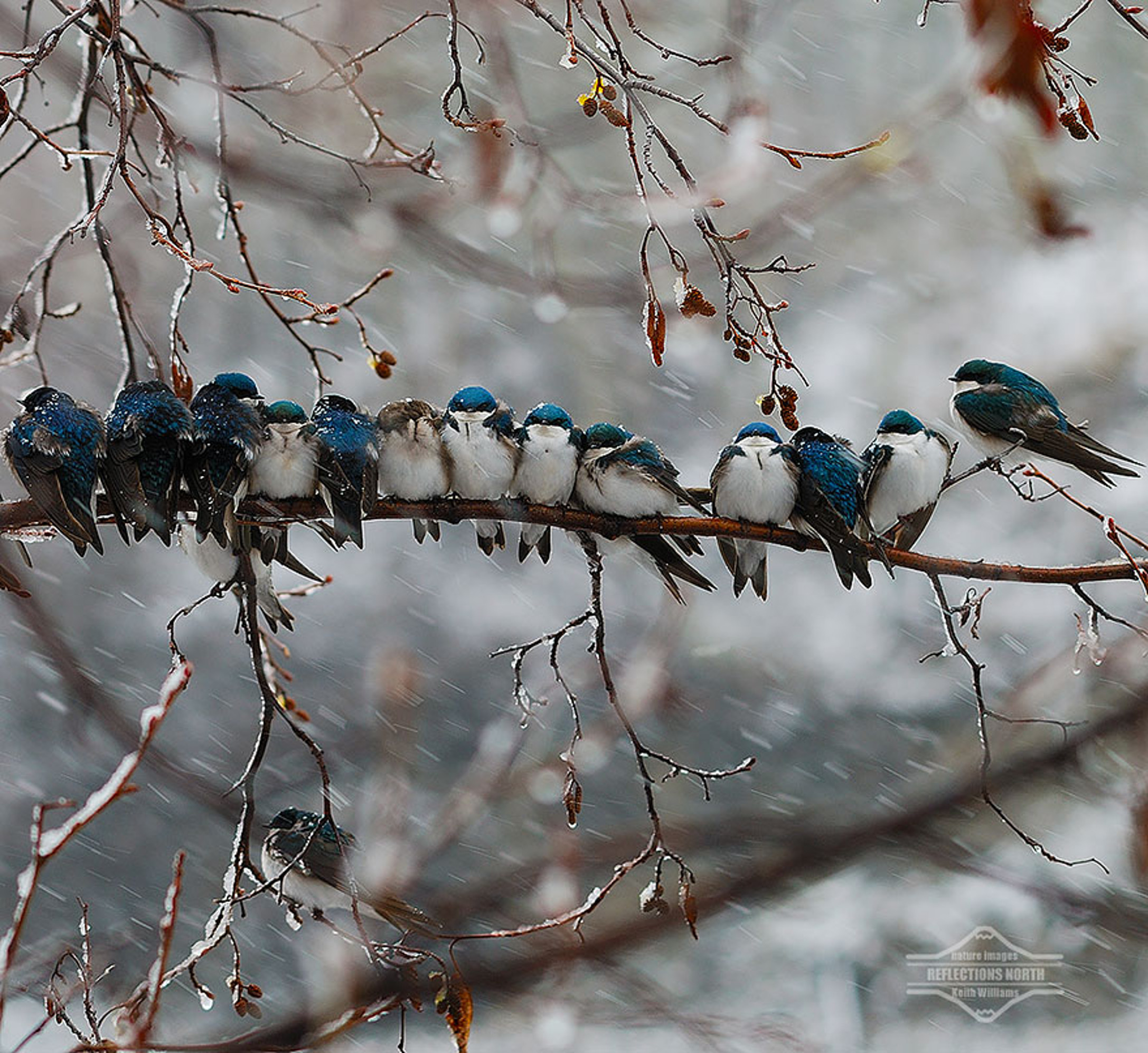 Стаи птиц зимой. Зима птицы. Птица на ветке. Много птиц.