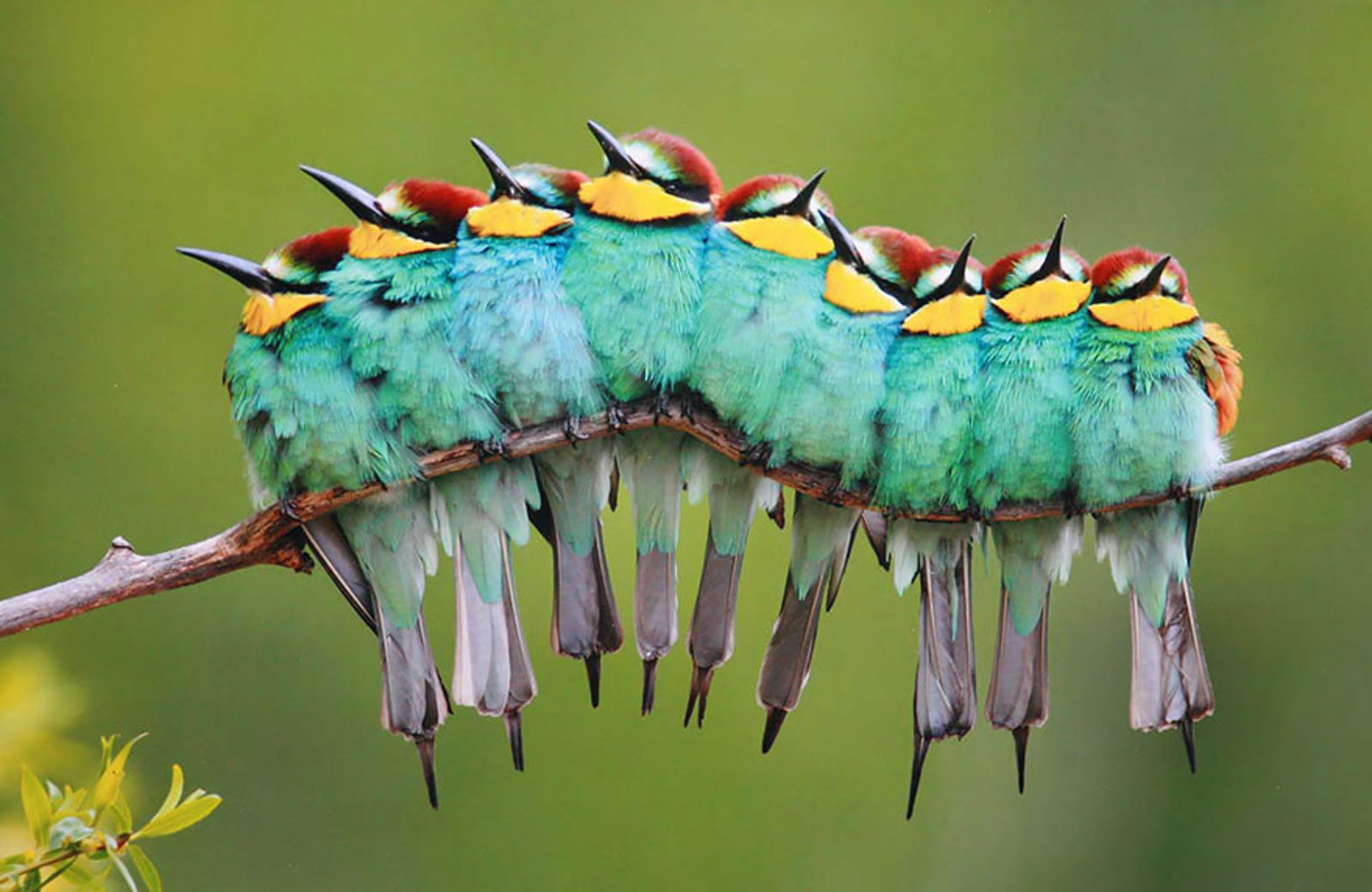 Удивительные красивые животные. Необыкновенные птицы. Разноцветные птицы. Необычные красивые птицы. Экзотические птицы.
