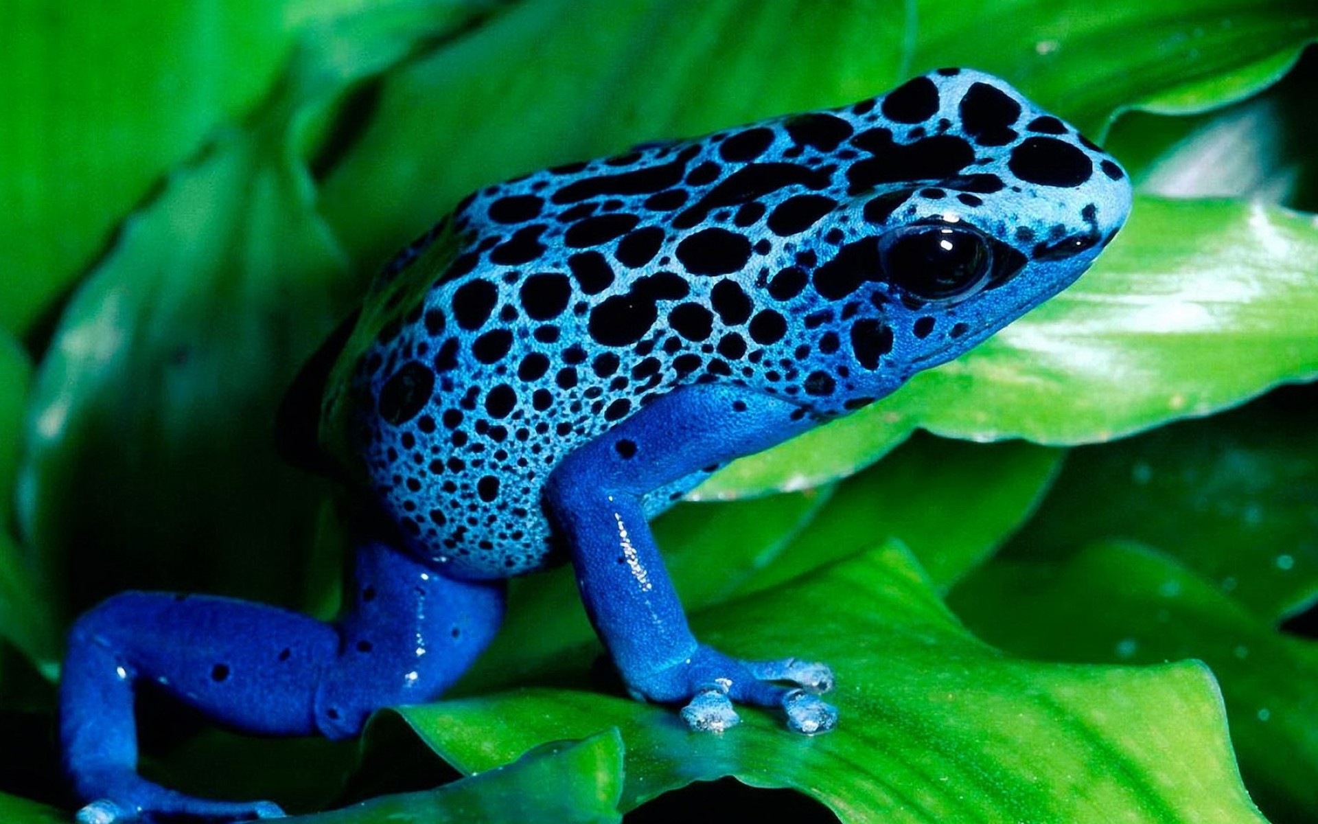 poisonous blue frog on a leave