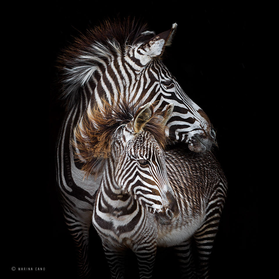 2 zebras with a black background by Marina Cano