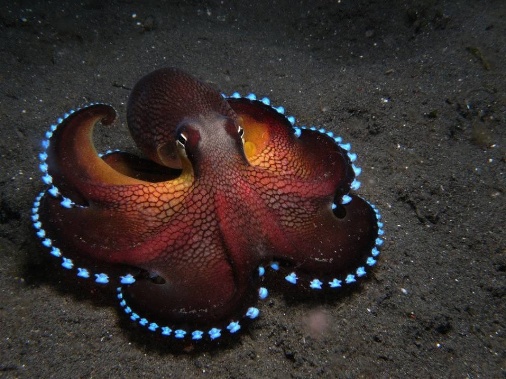 the elegant coconut octopus found in the tropical waters of the western pacific 