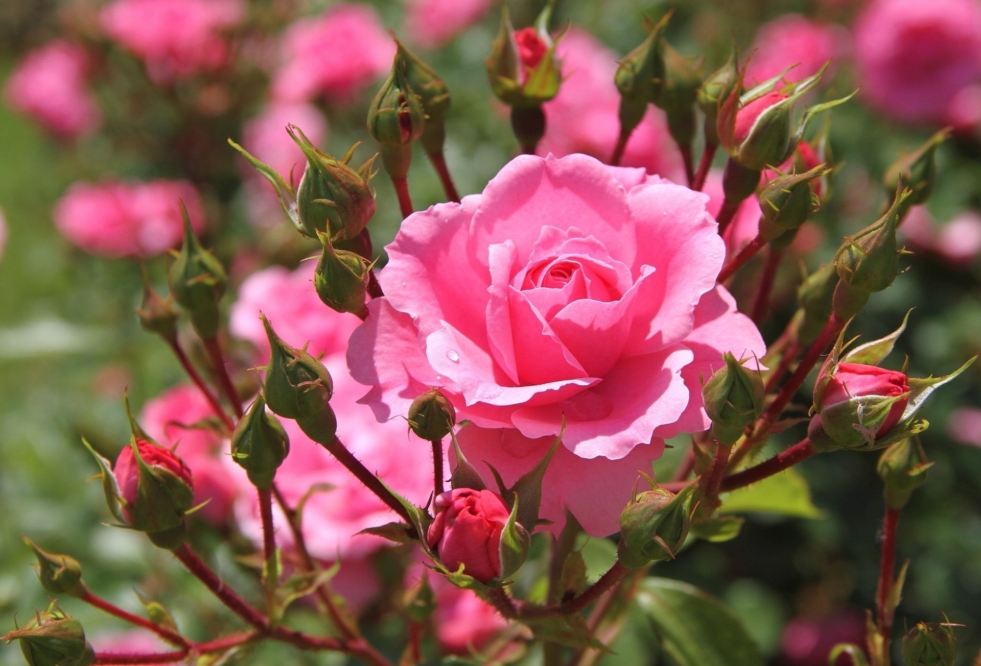 Pink rose in full bloom