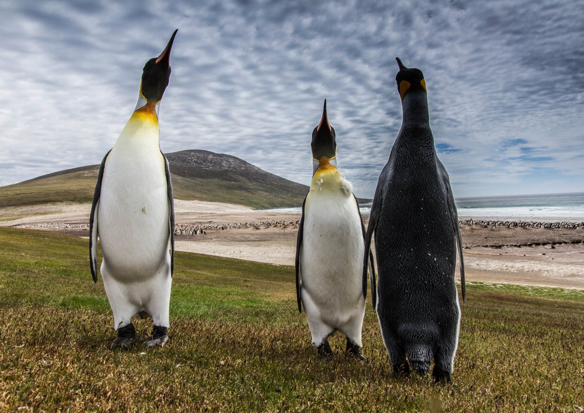 A trio of juvenile king penguins
