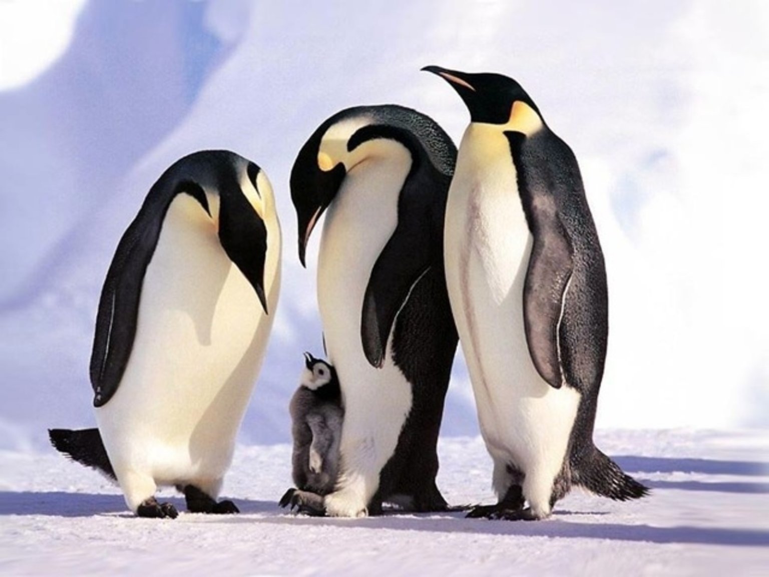 endearing penguin family