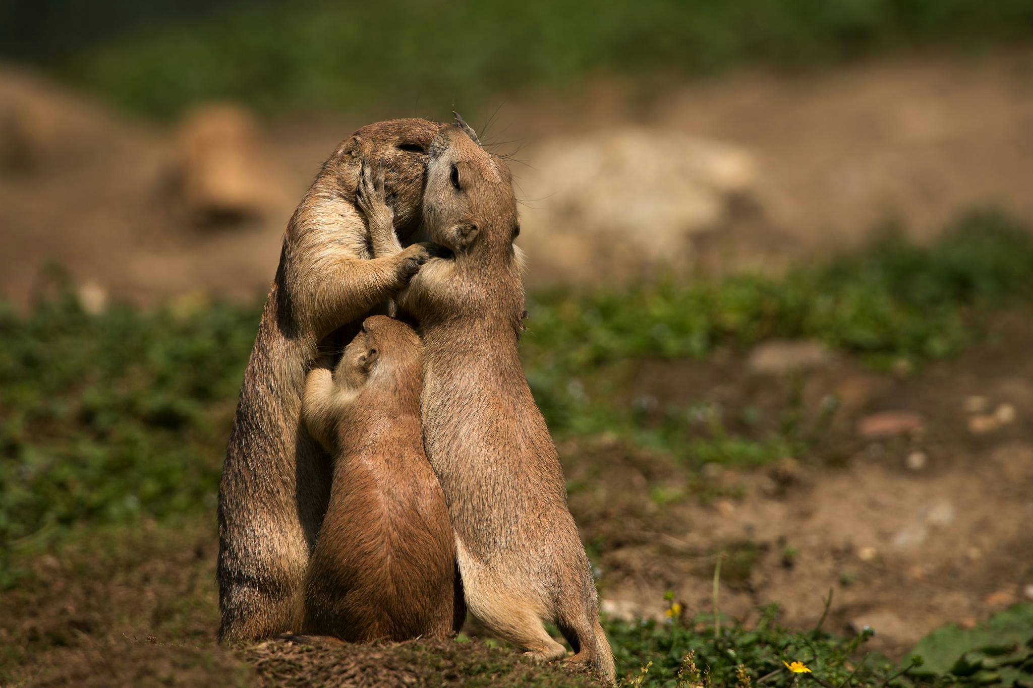 endearing Prairie dog and baby family