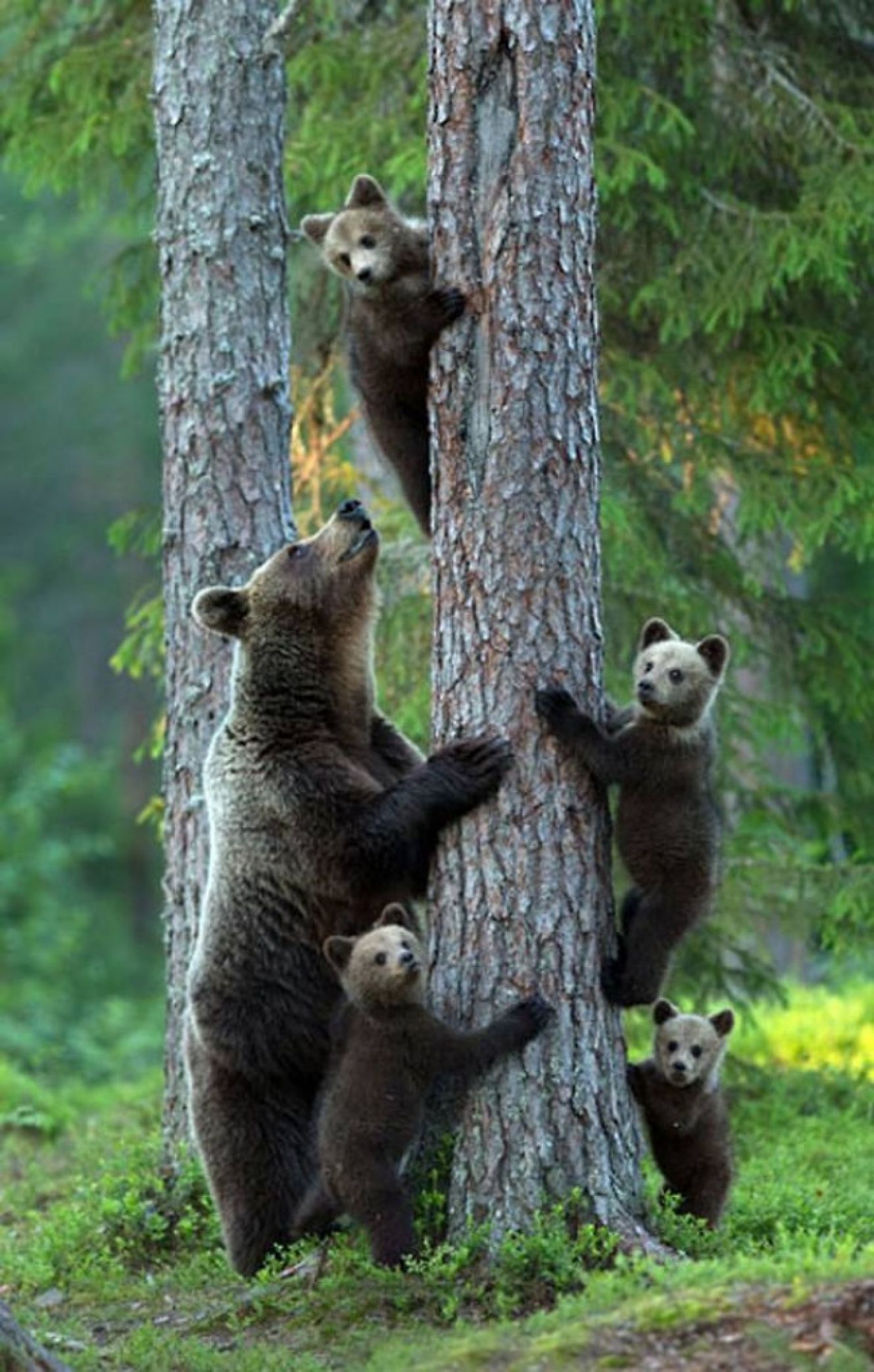 endearing bear family - Image Abyss 