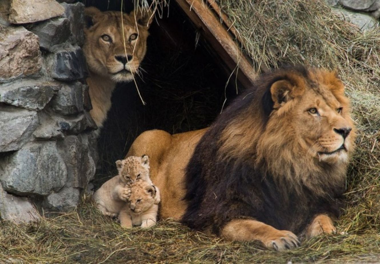 endearing lion family with cubs - Image Abyss