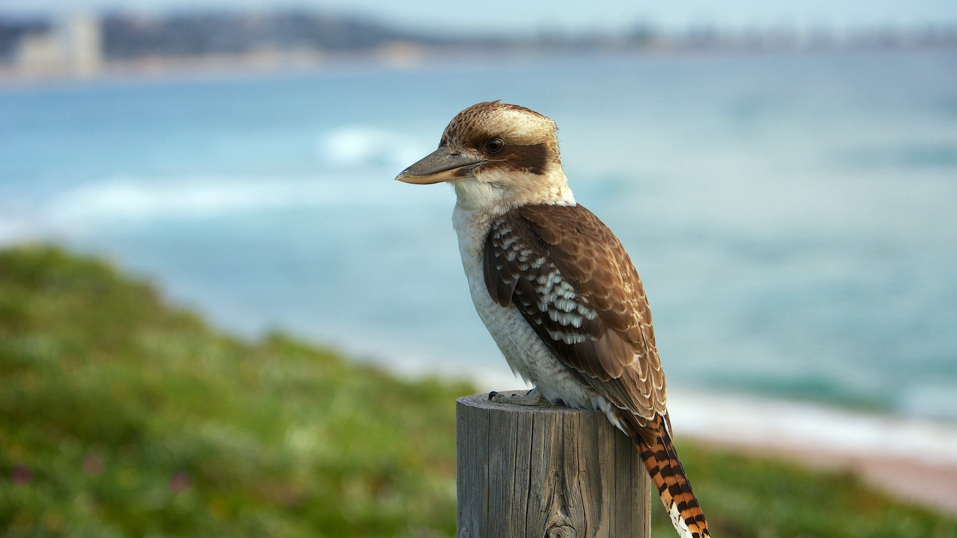 Kookaburra Picture