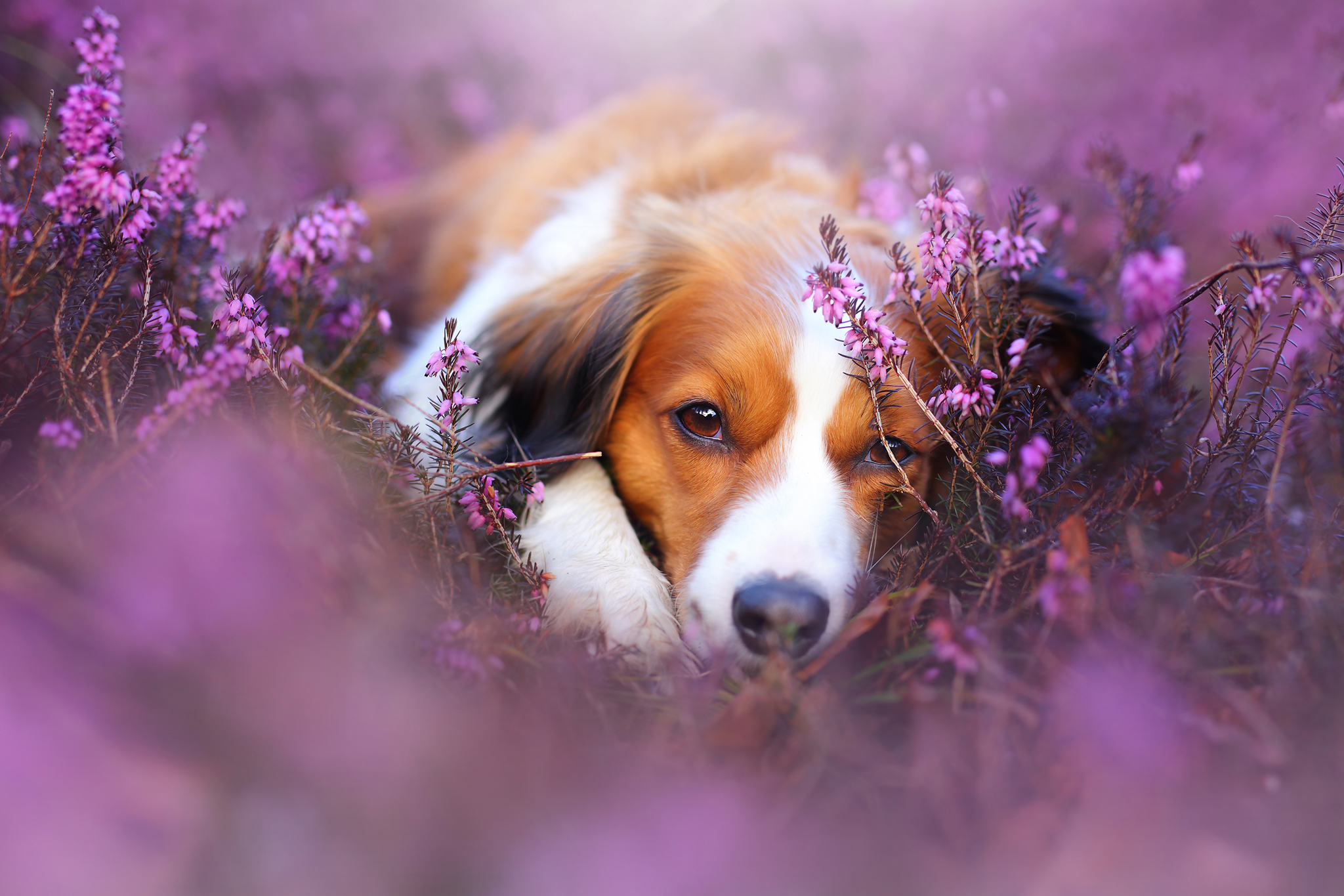 Cute Dog in Flower Field