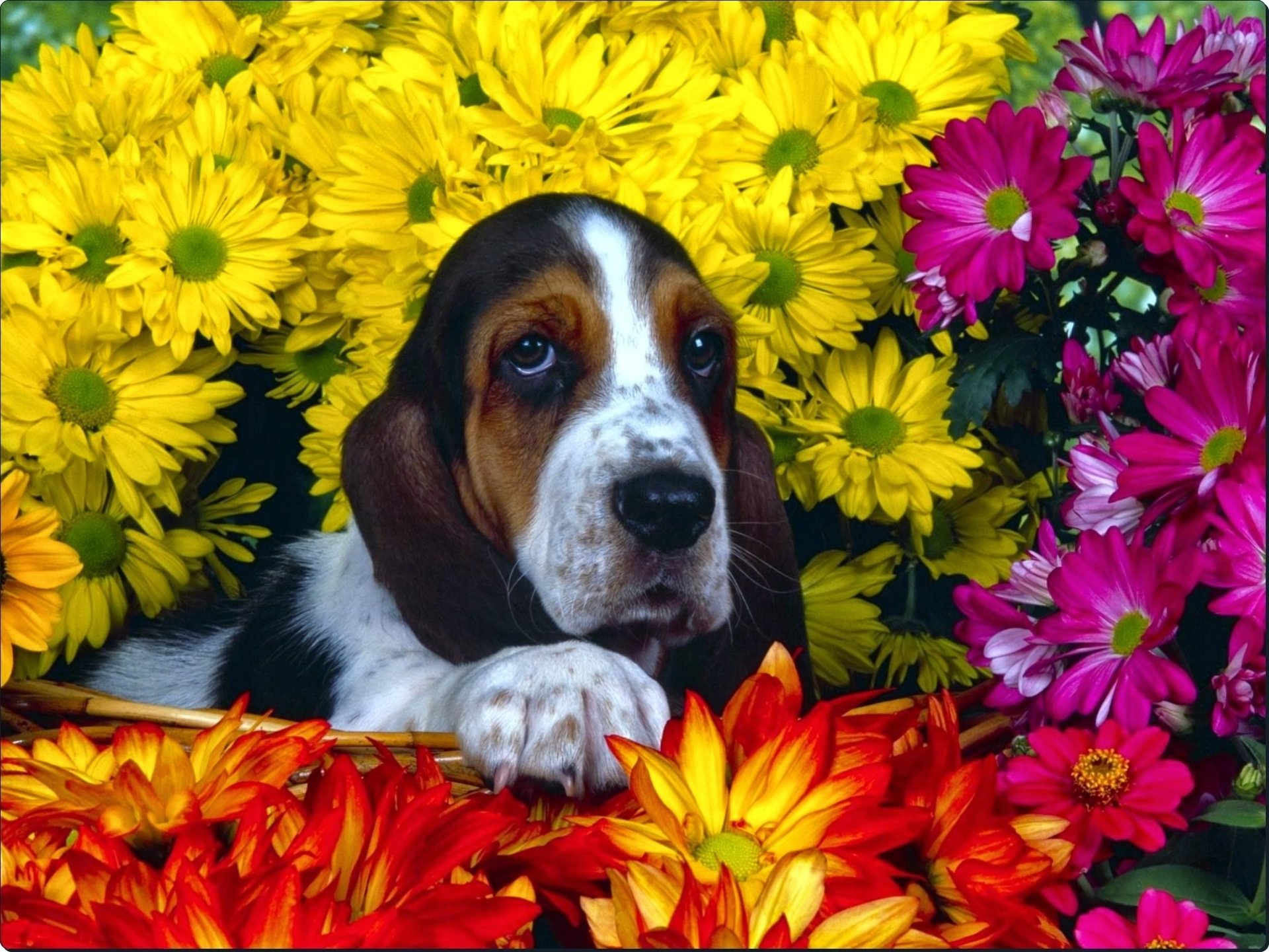 Download Animal Basset Hound Image