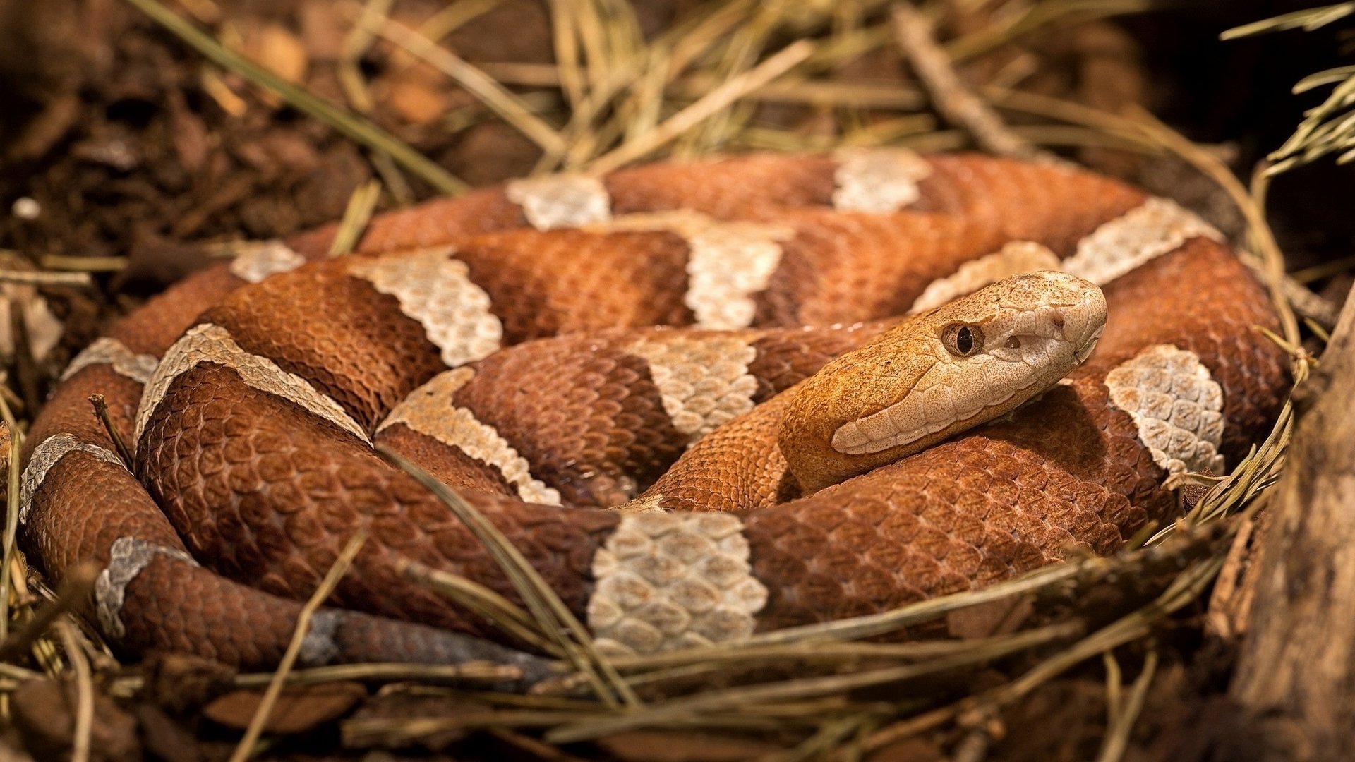 Download Animal Snake Image