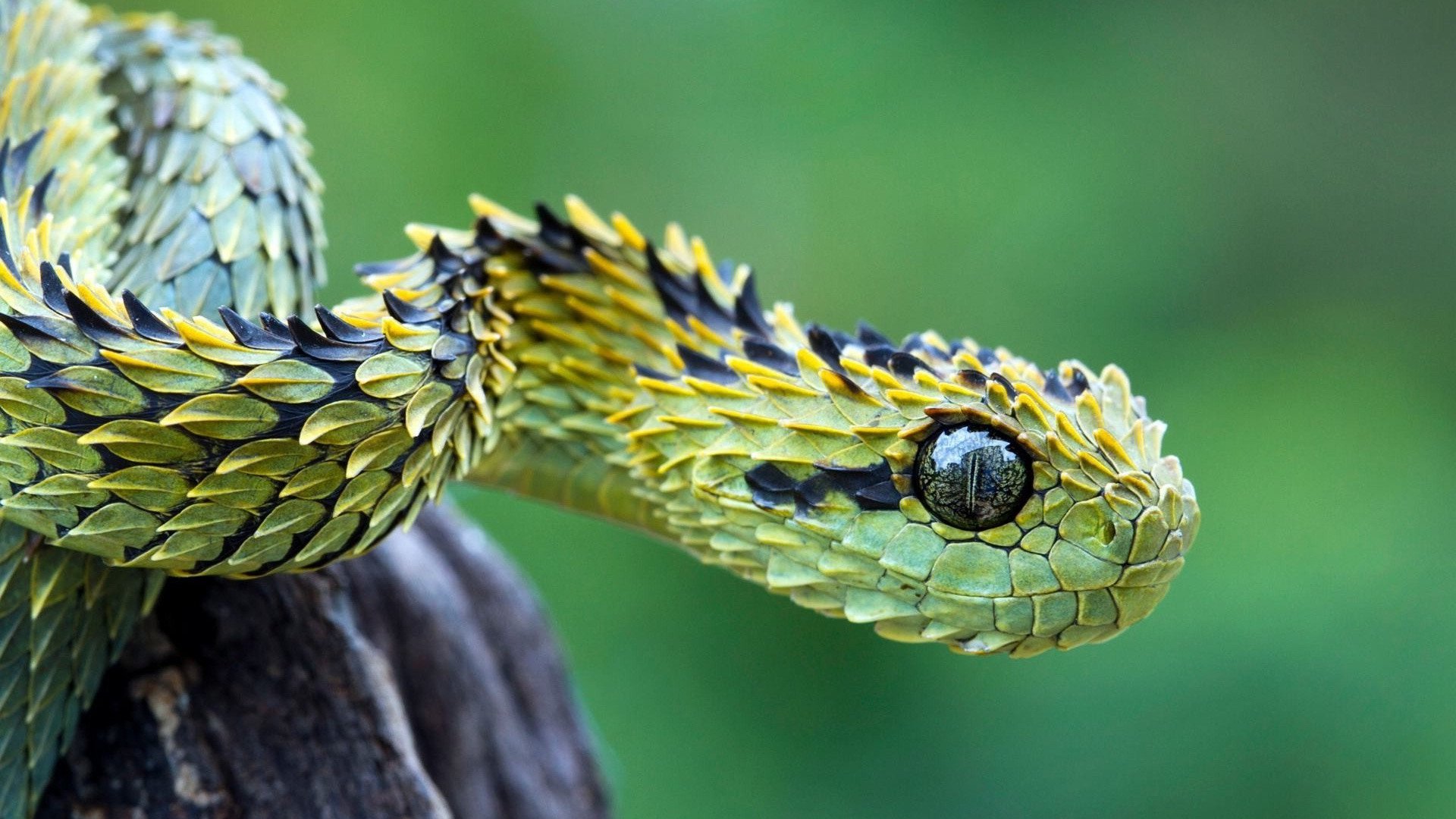 Close-up of a green viper snake with distinctive textured scales and sharp facial features against a blurred natural background.