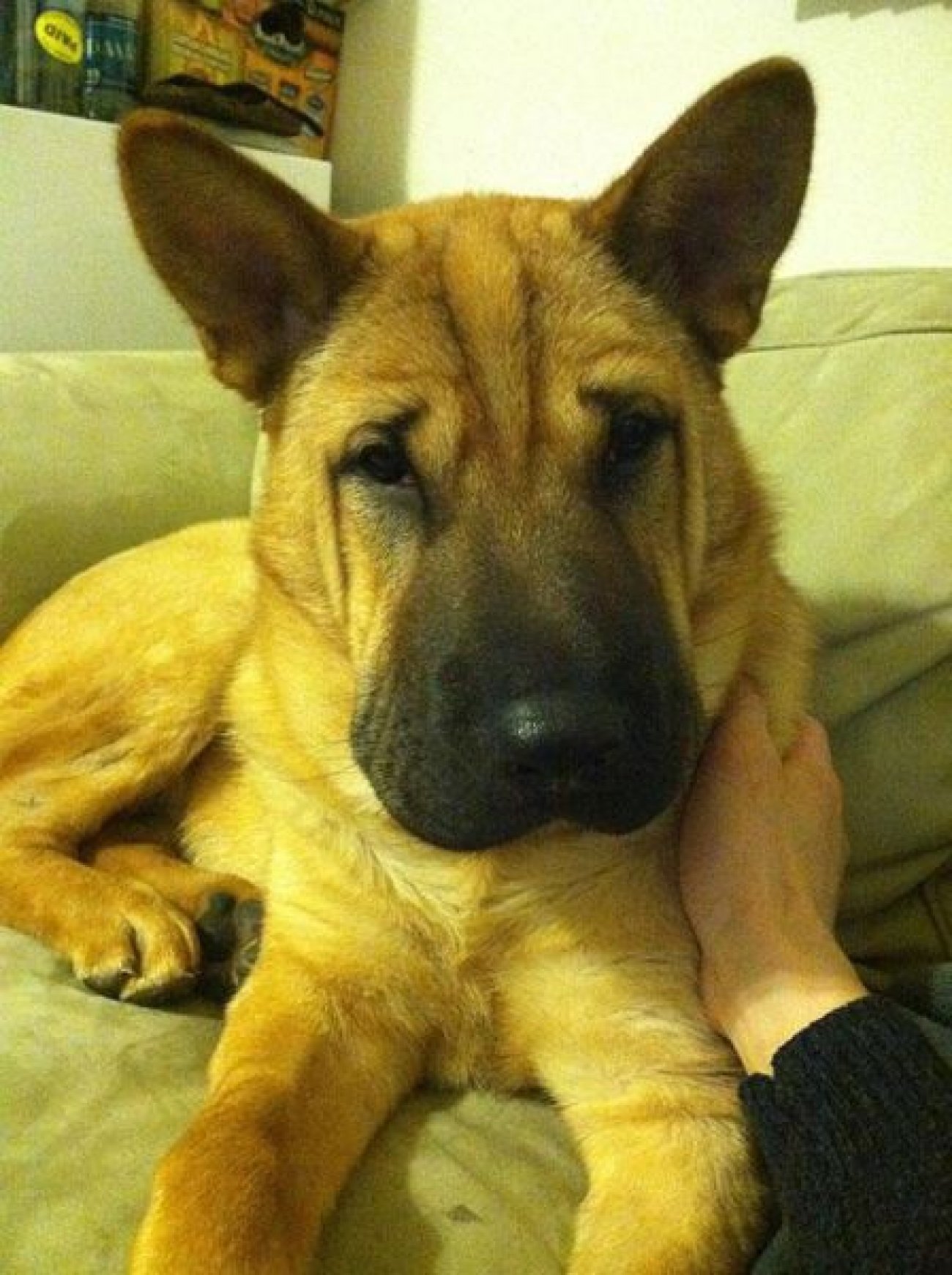  Interesting dog mixes - shar-pei and german shepherd