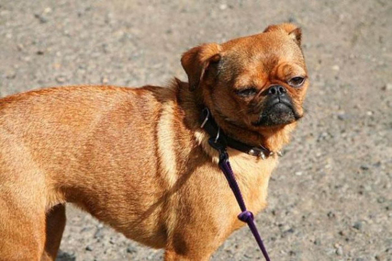  Interesting dog mixes - Pug and Chihuahua
