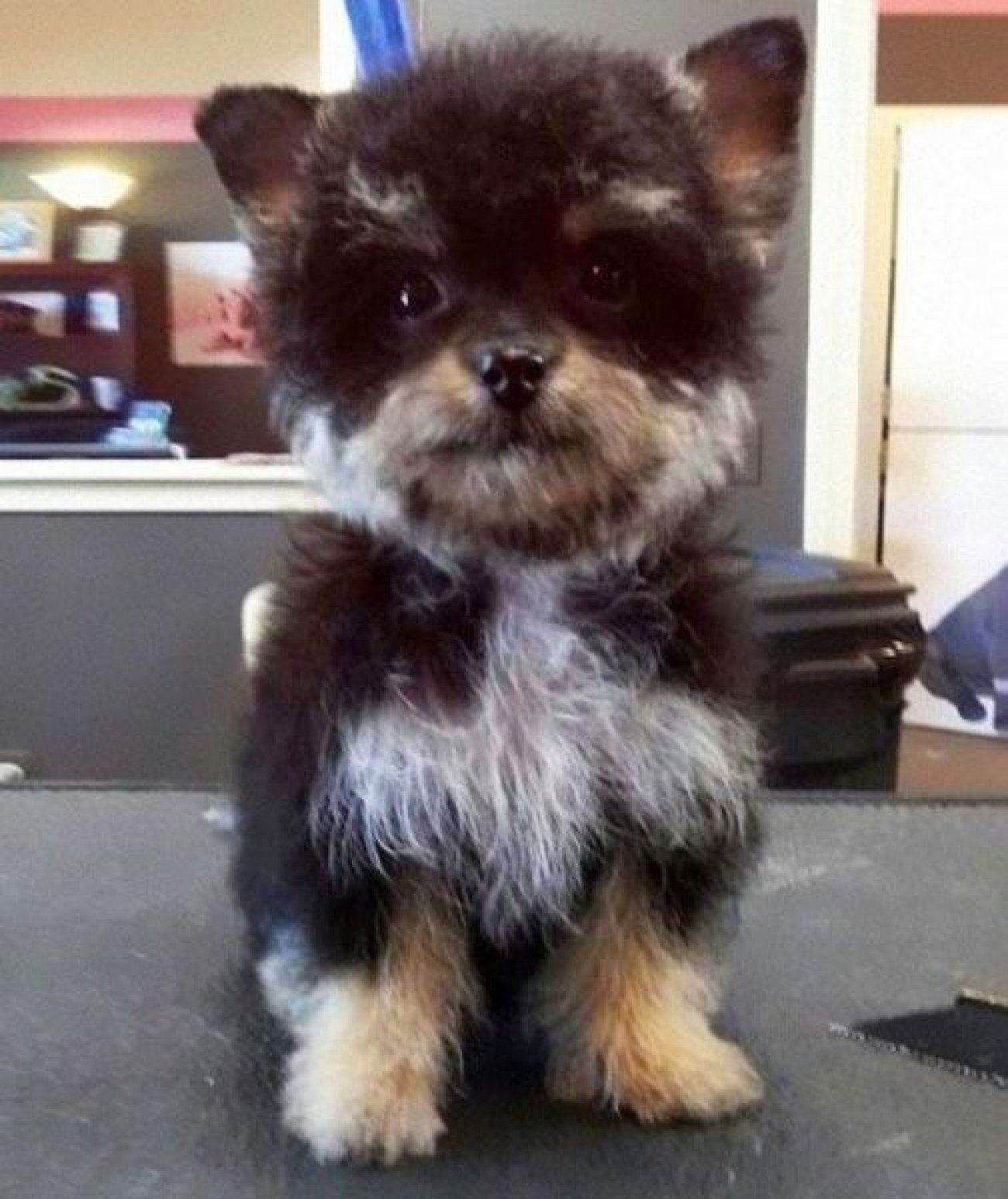  Interesting dog mixes - Yorkshire Terrier &amp; Poodle