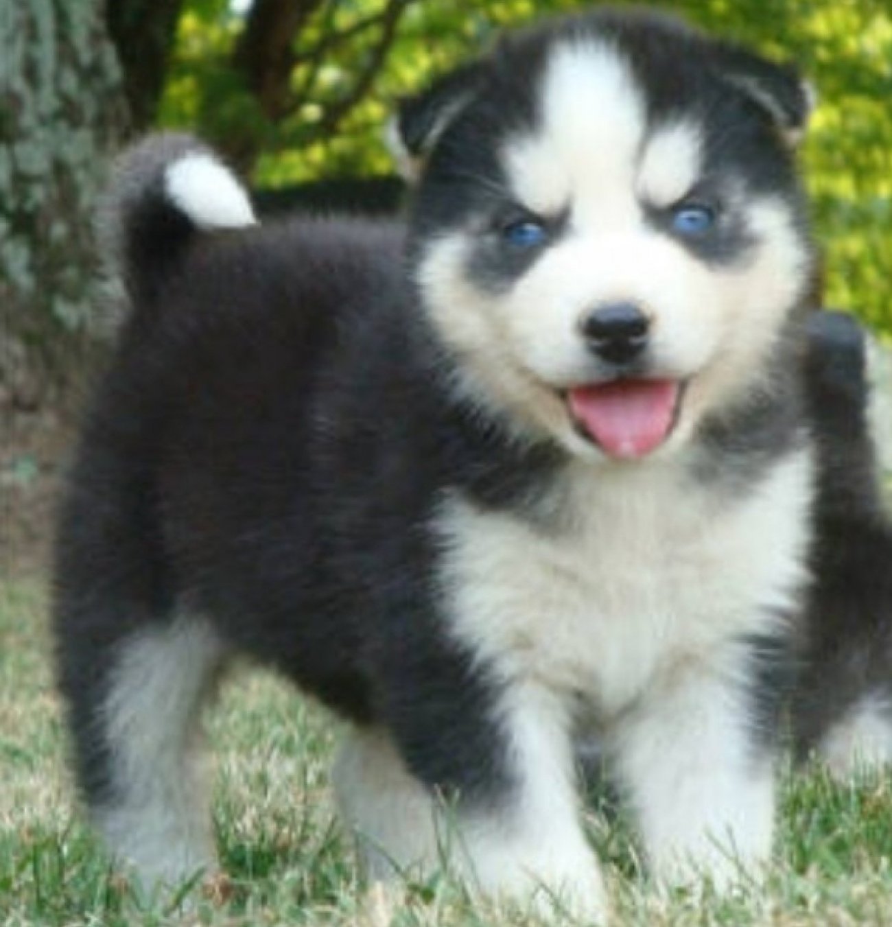  Interesting dog mixes - Poodle and Siberian Husky