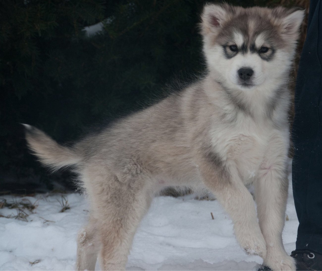  Interesting dog mixes - Husky Siberian and Alaskan Malamute
