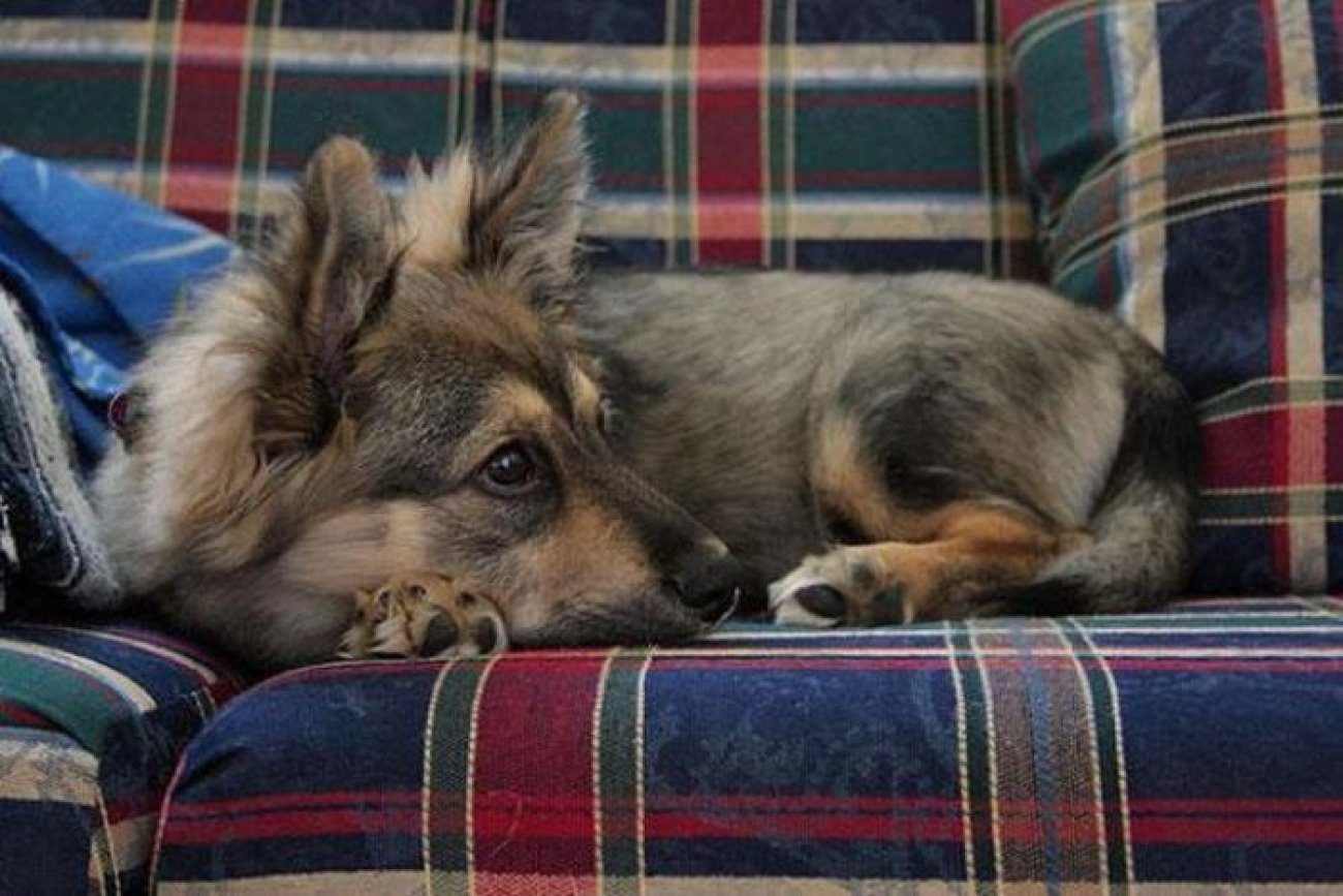  Interesting dog mixes - corgi and german shepherd