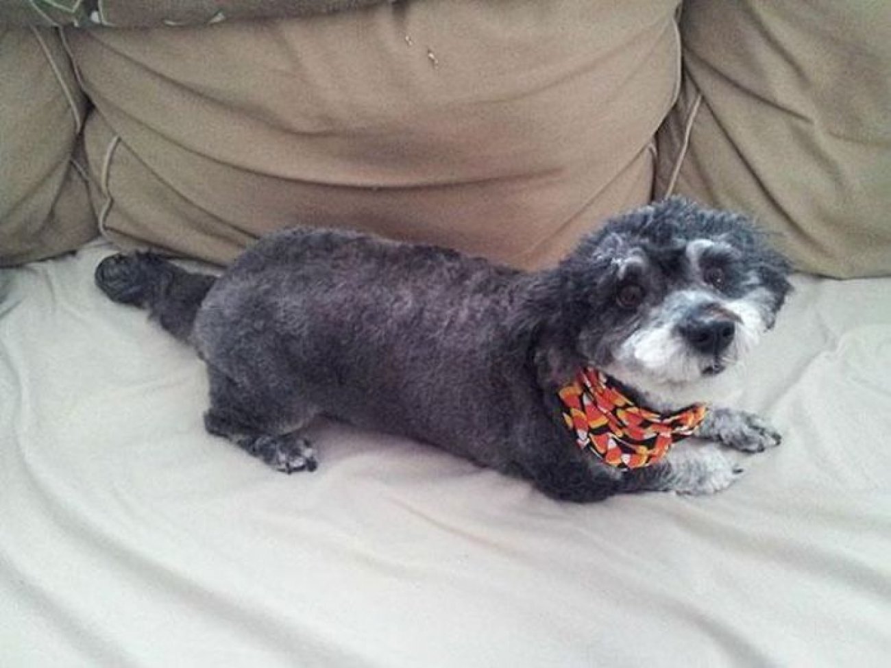  Interesting dog mixes - Schnauzer and Poodle
