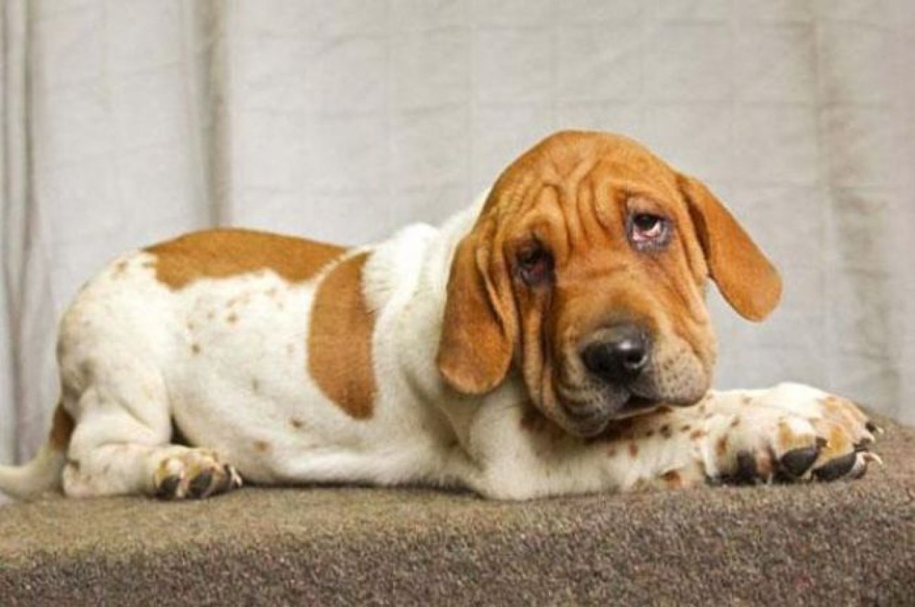  Interesting dog mixes - Basset Hound and Shar-Pei