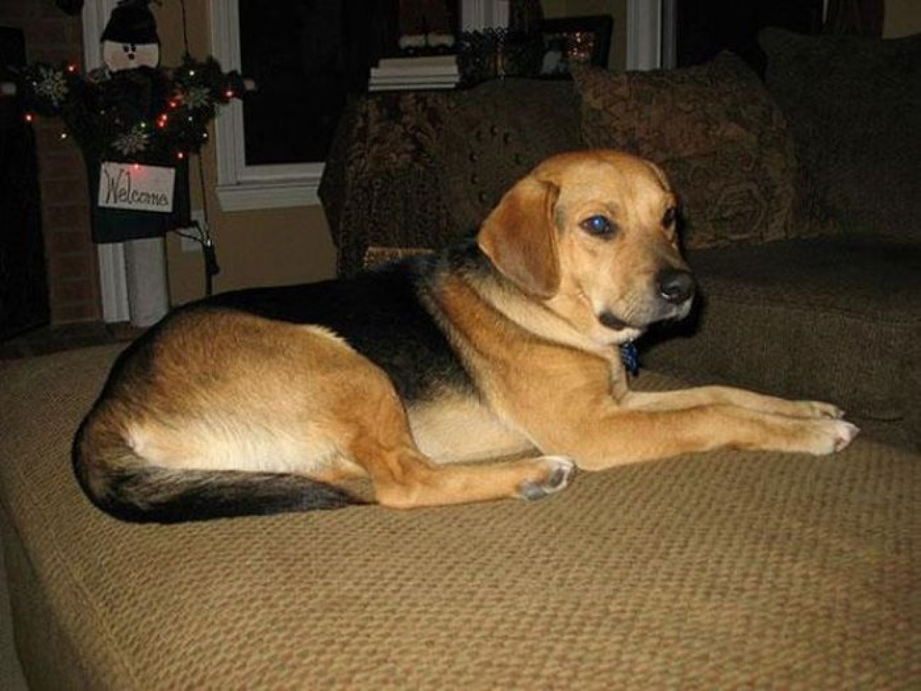  Interesting dog mixes - Beagle and german shepherd
