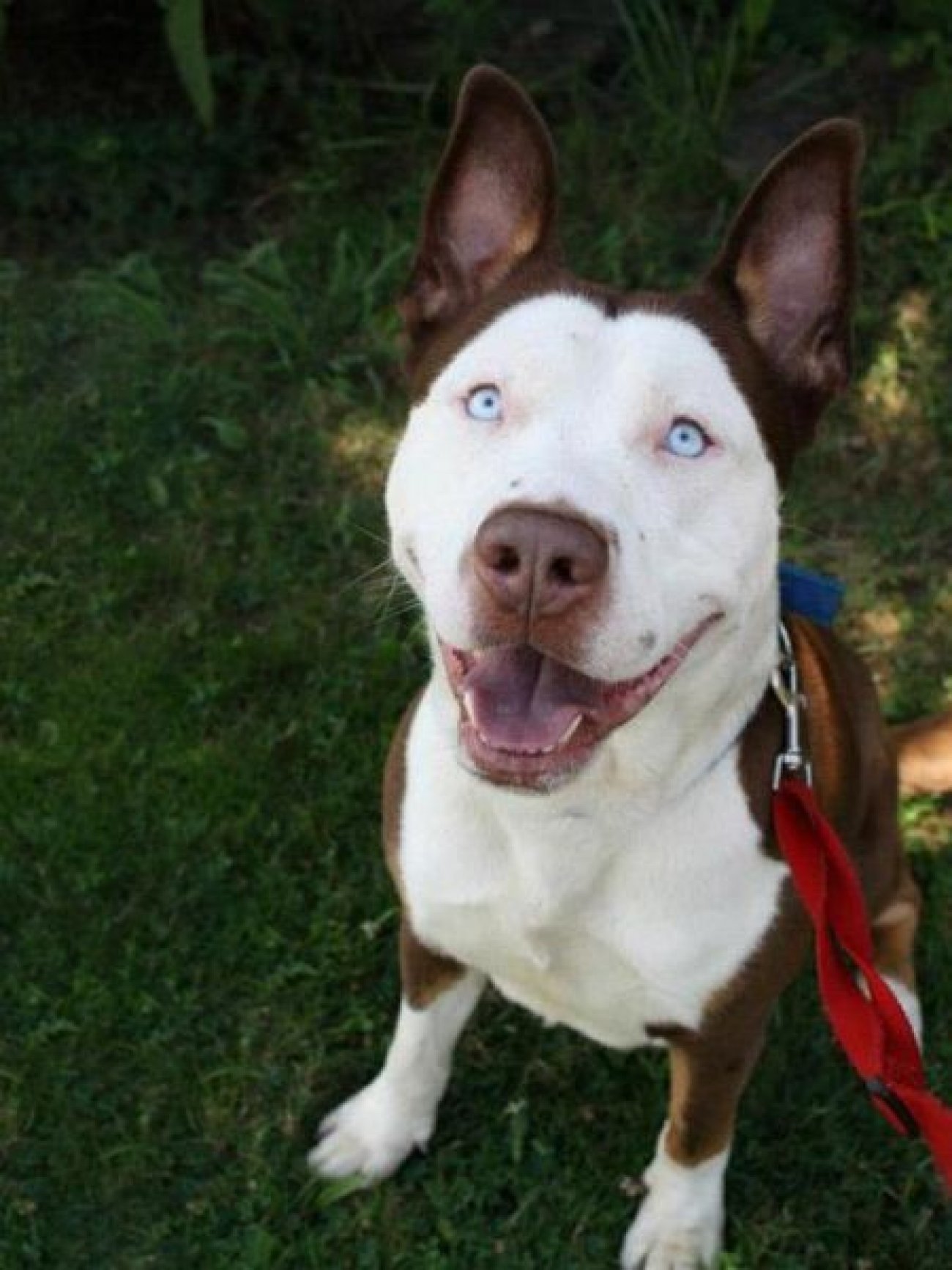  Interesting dog mixes - Pitbull &amp; Husky