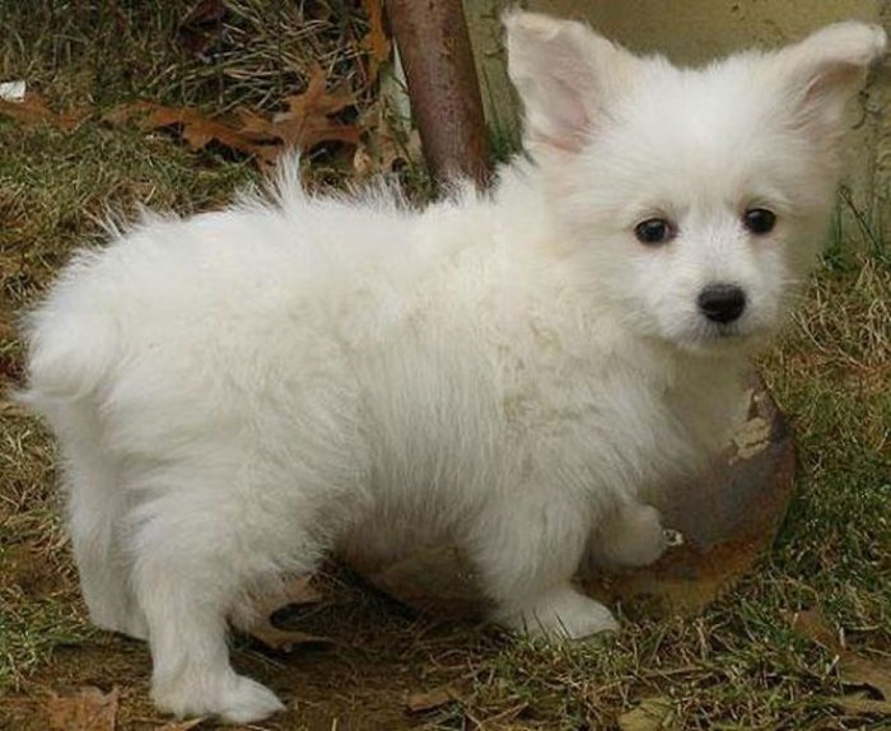  Interesting dog mixes - corgi and poodle