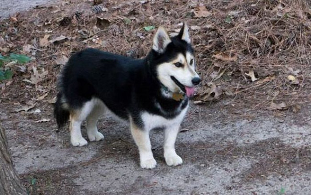  Interesting dog mixes - corgi and husky