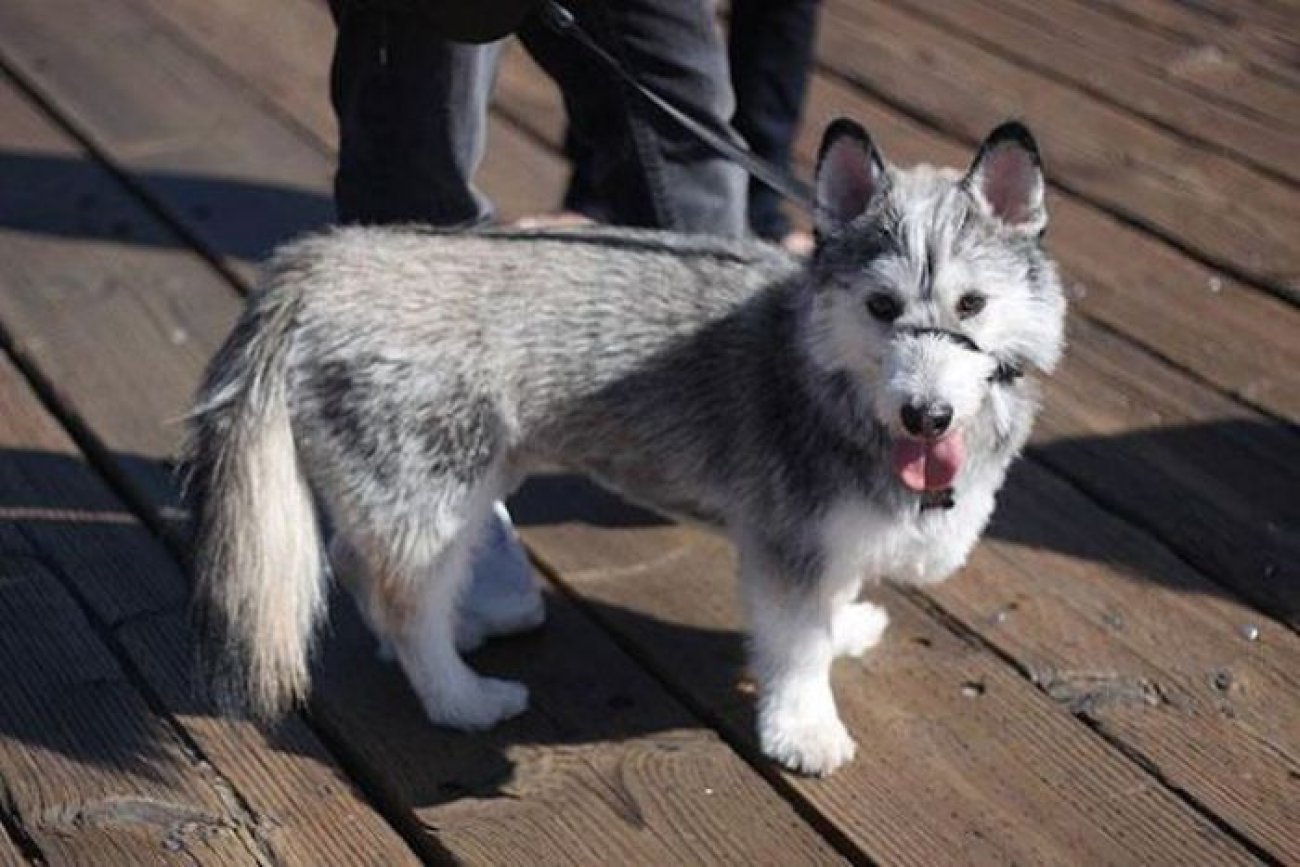  Interesting dog mixes - corgi and husky