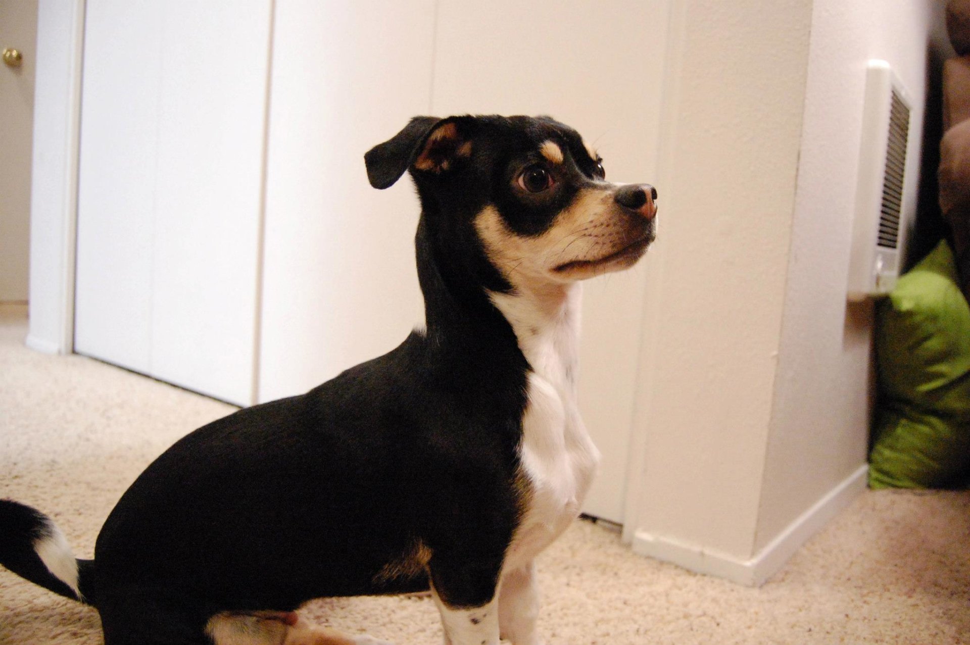  Interesting dog mixes - chihuahua + dachshound