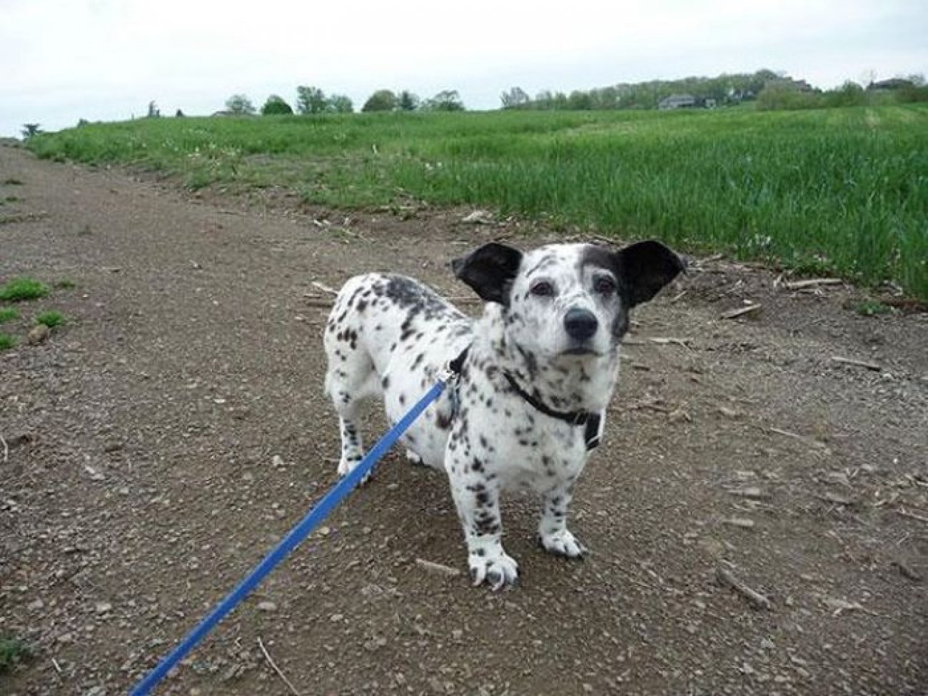 A spotted crossbreed dog with floppy ears stands on a gravel path, surrounded by lush green grass and a cloudy sky in the background.