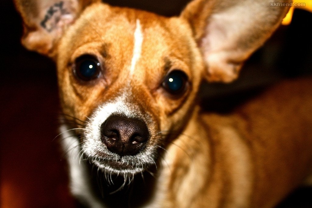  Interesting dog mixes - Chihuahua and Terrier