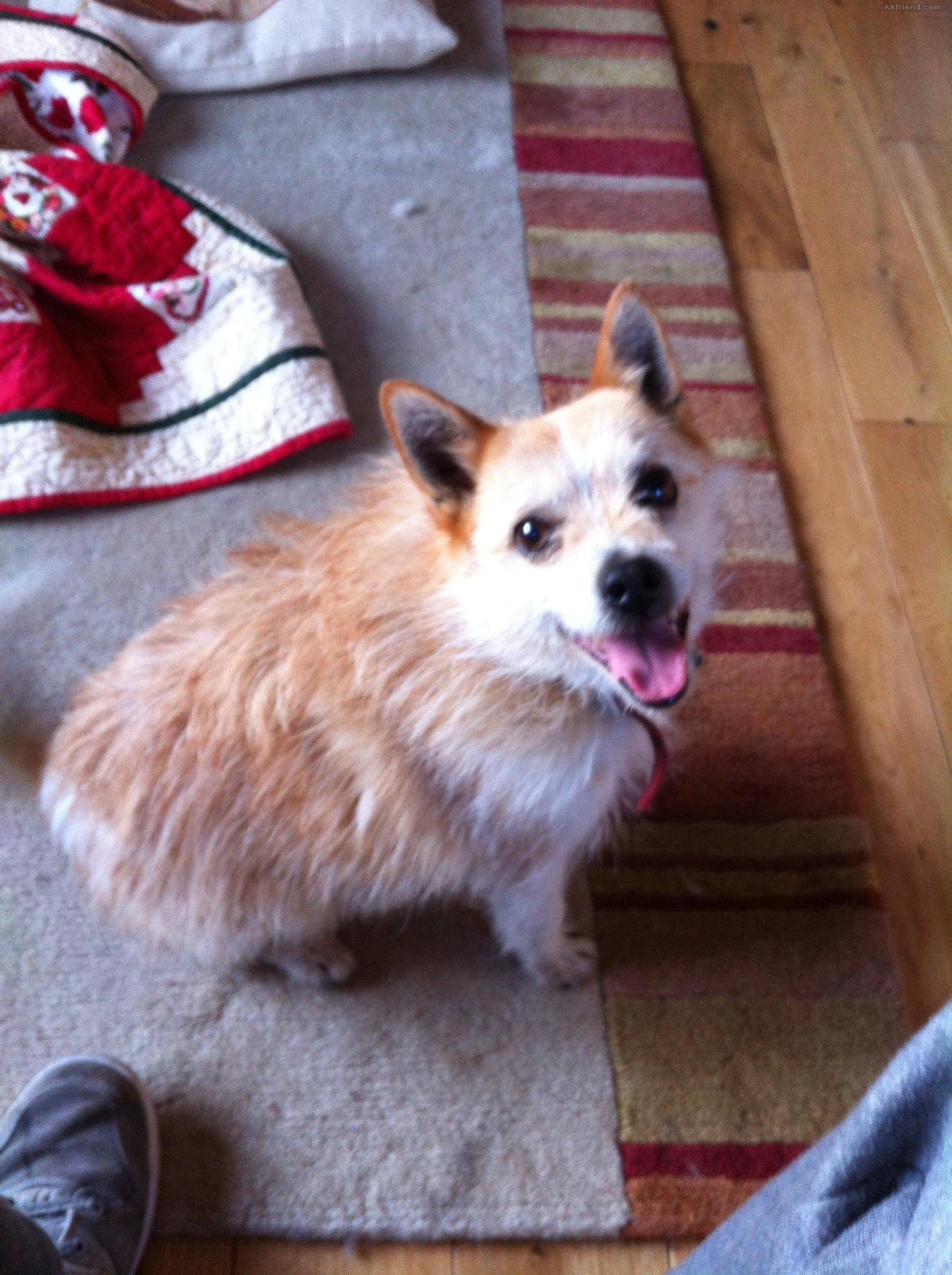  Interesting dog mixes - Pomeranian and Jack Rusell Terrier