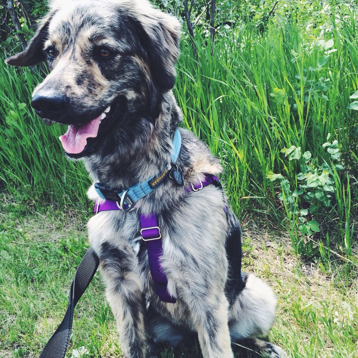  a dog mix of undetermined ancestors