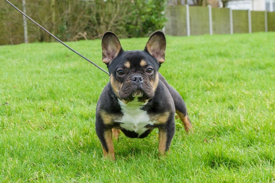 A black and tan French bulldog standing on green grass, looking directly at the camera with ears perked up.