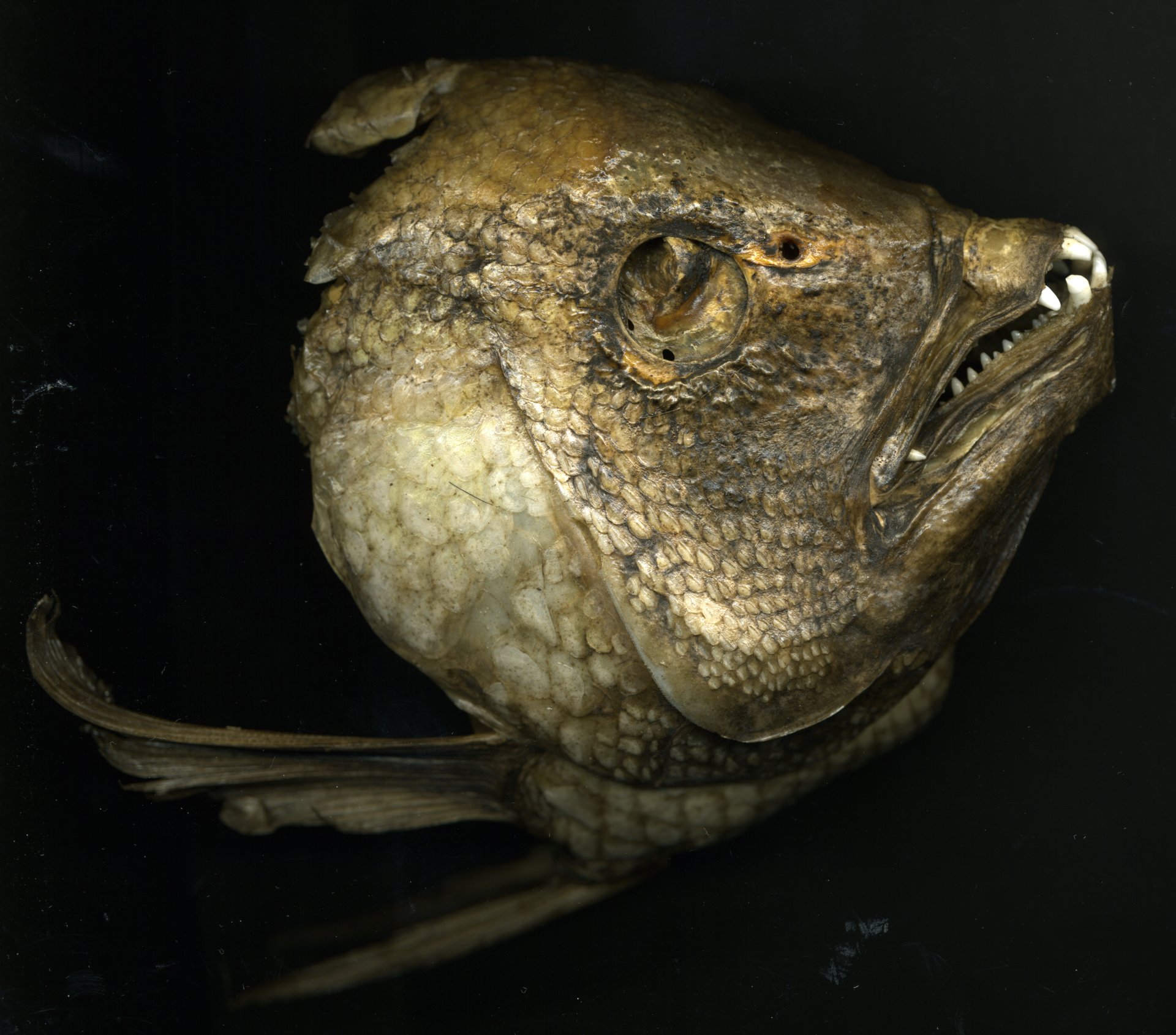  dried fishhead