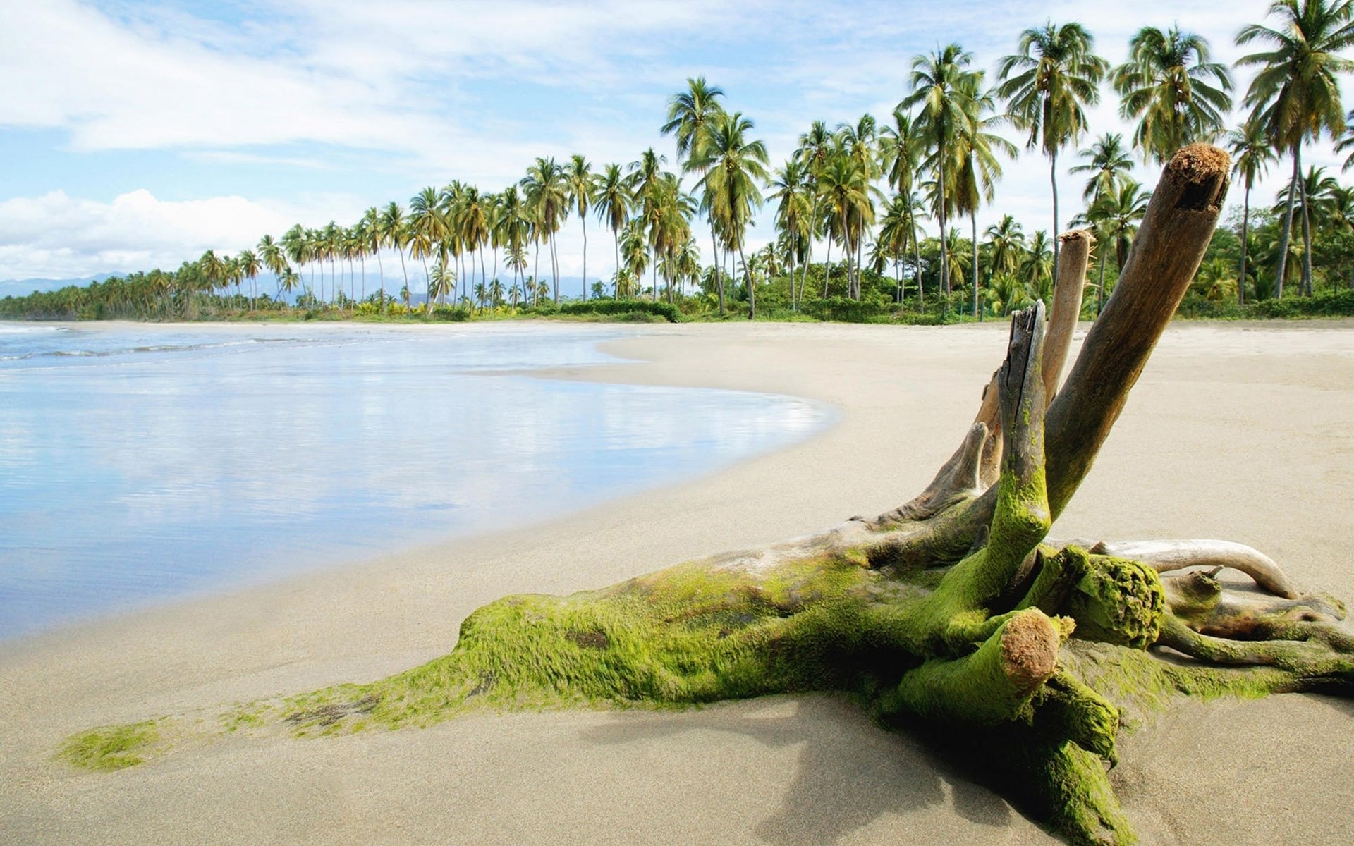 Moss-covered driftwood trunk on a sunlit tropical beach amid lush coastal nature, with a row of palm trees lining the shoreline under a blue sky.