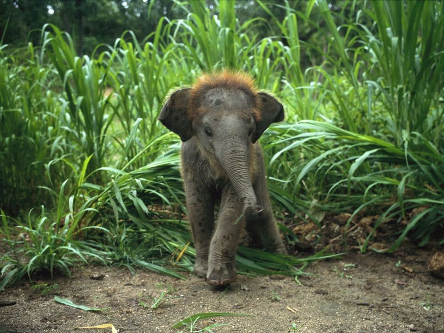  Asian Elephant baby