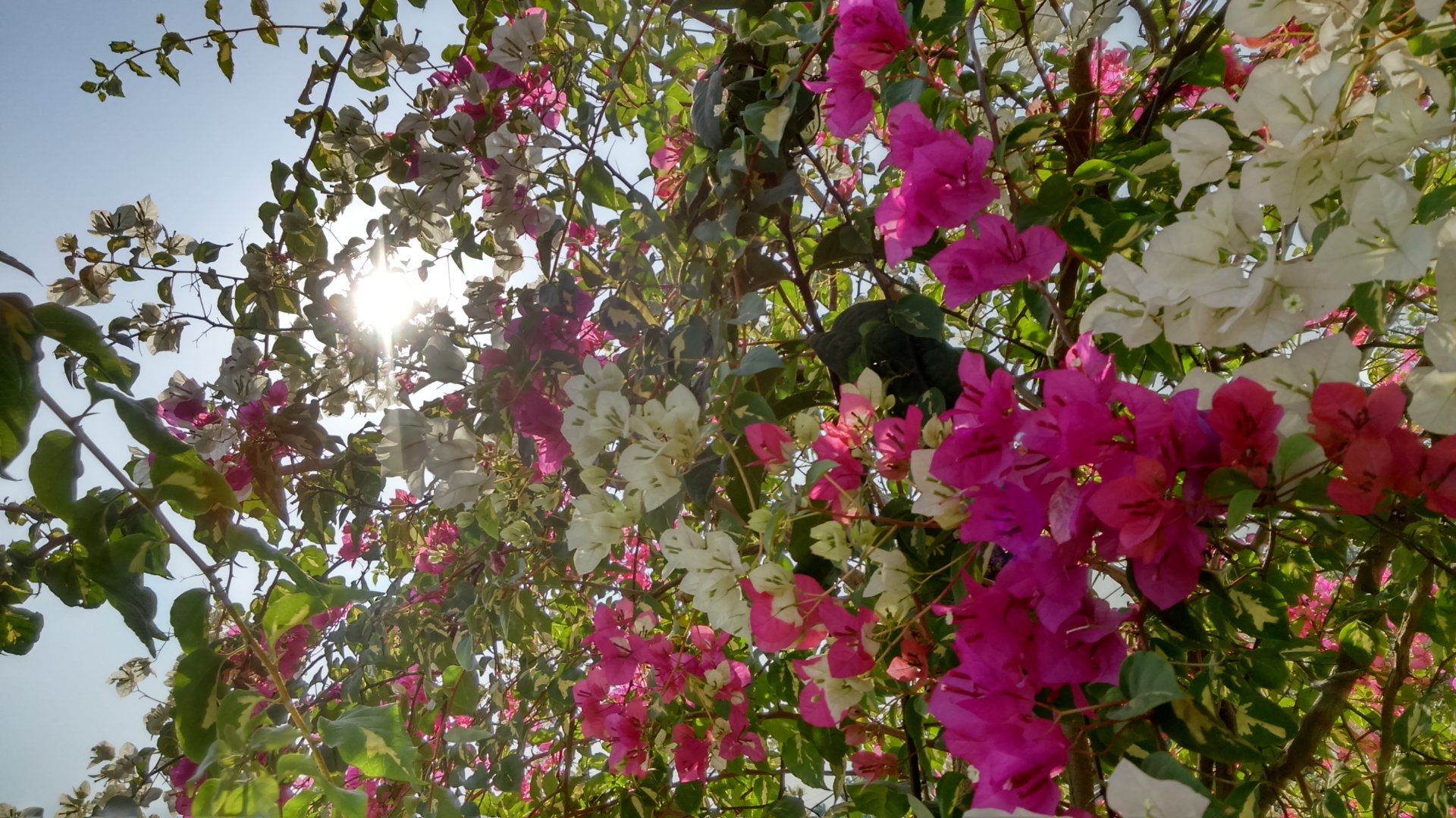  summer bougainvillea