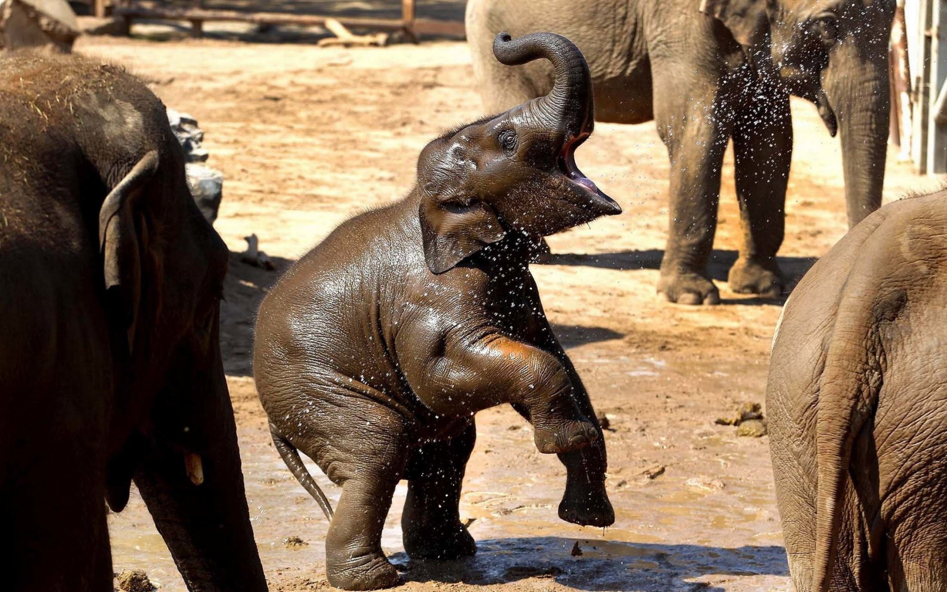  Asian elephant baby in a group of adults