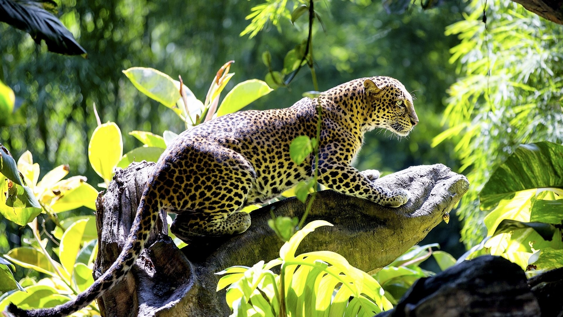 A leopard rests on a tree branch surrounded by lush jungle foliage with soft bokeh in the background.